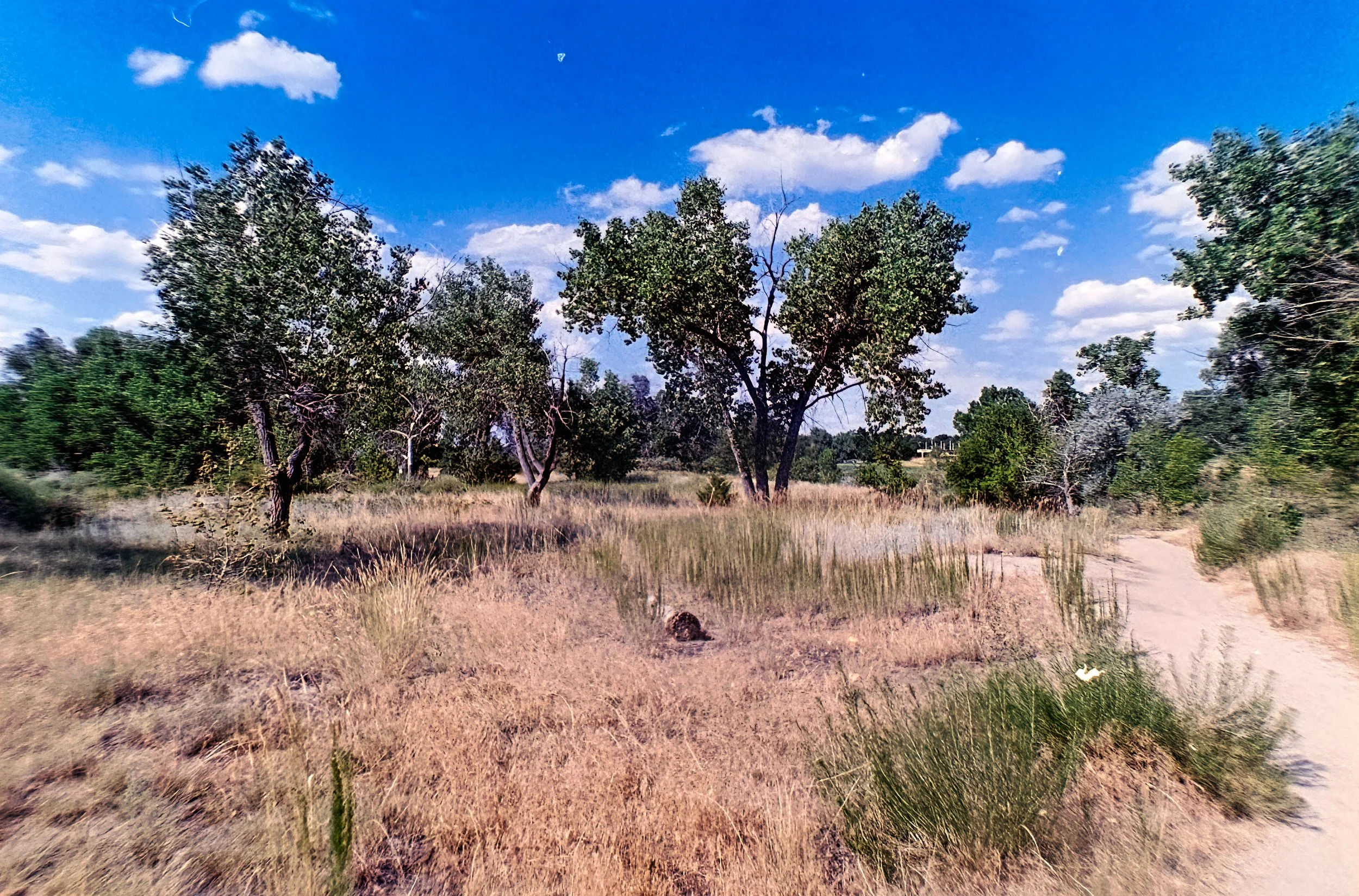Paul A Hentzell Park
Camera: Canon A-1
Film: Kodak UltraMax
Speed: 400
Size: 135
Format: Full Frame
