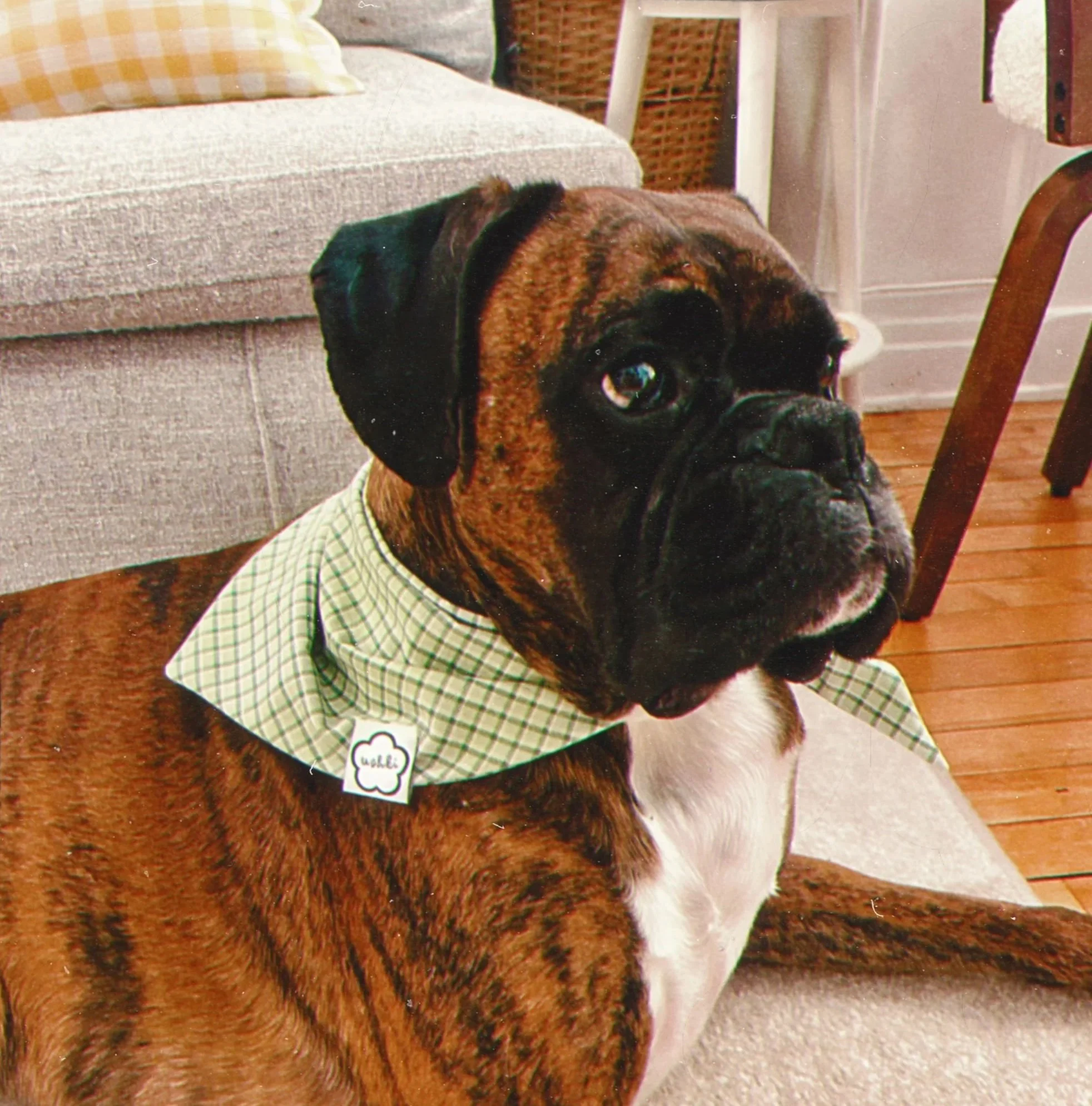 Close-up of a large dog wearing a checkered upcycled ushki dog scarf with metal buckle