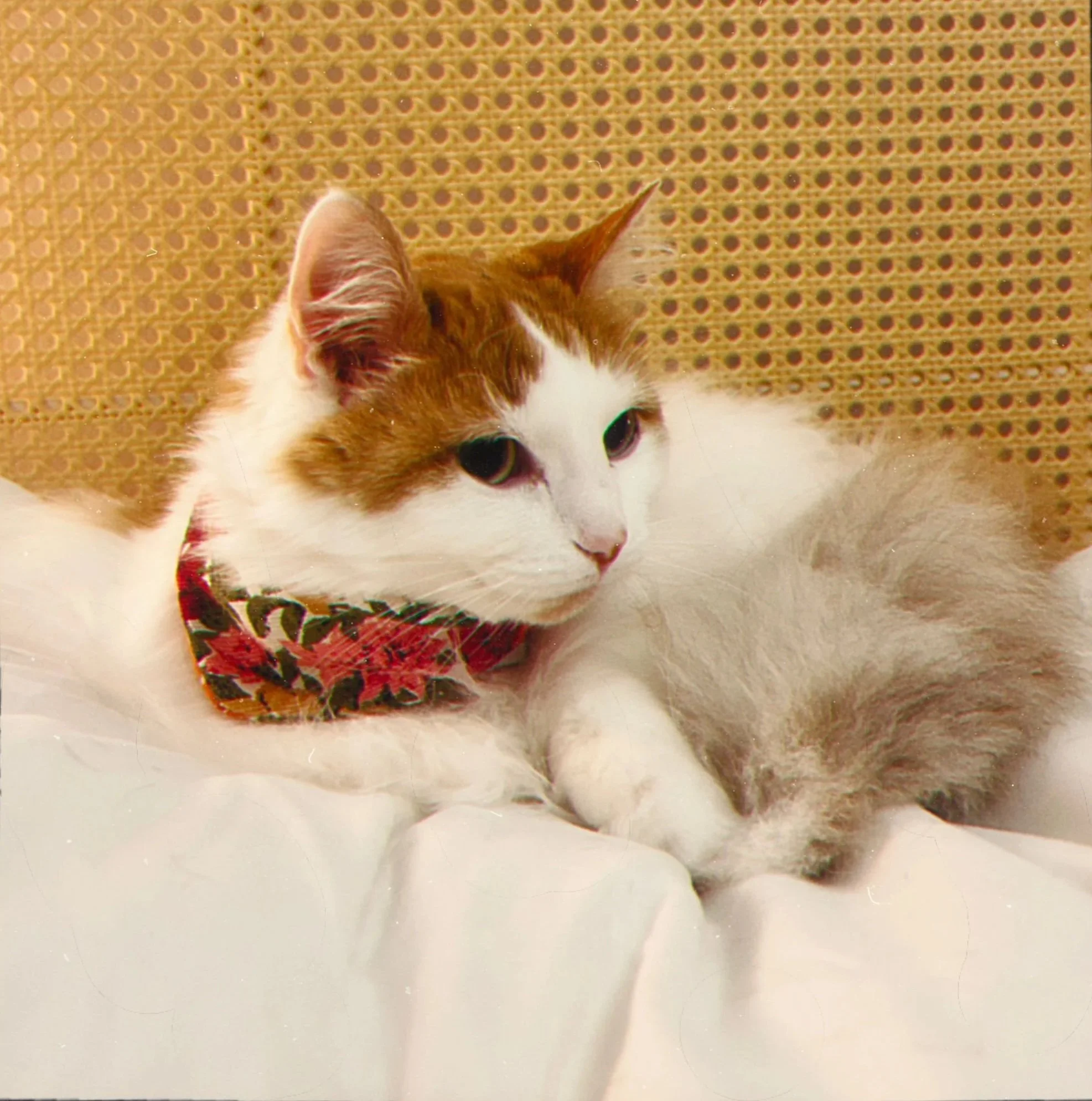 adorable fluffy white and caramel cat kitty with pink red flower scarf accessory
