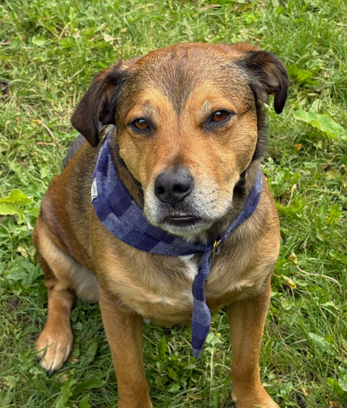 Brown and black dog sitting in grass wearing a blue plaid upcycled ushki dog bandana