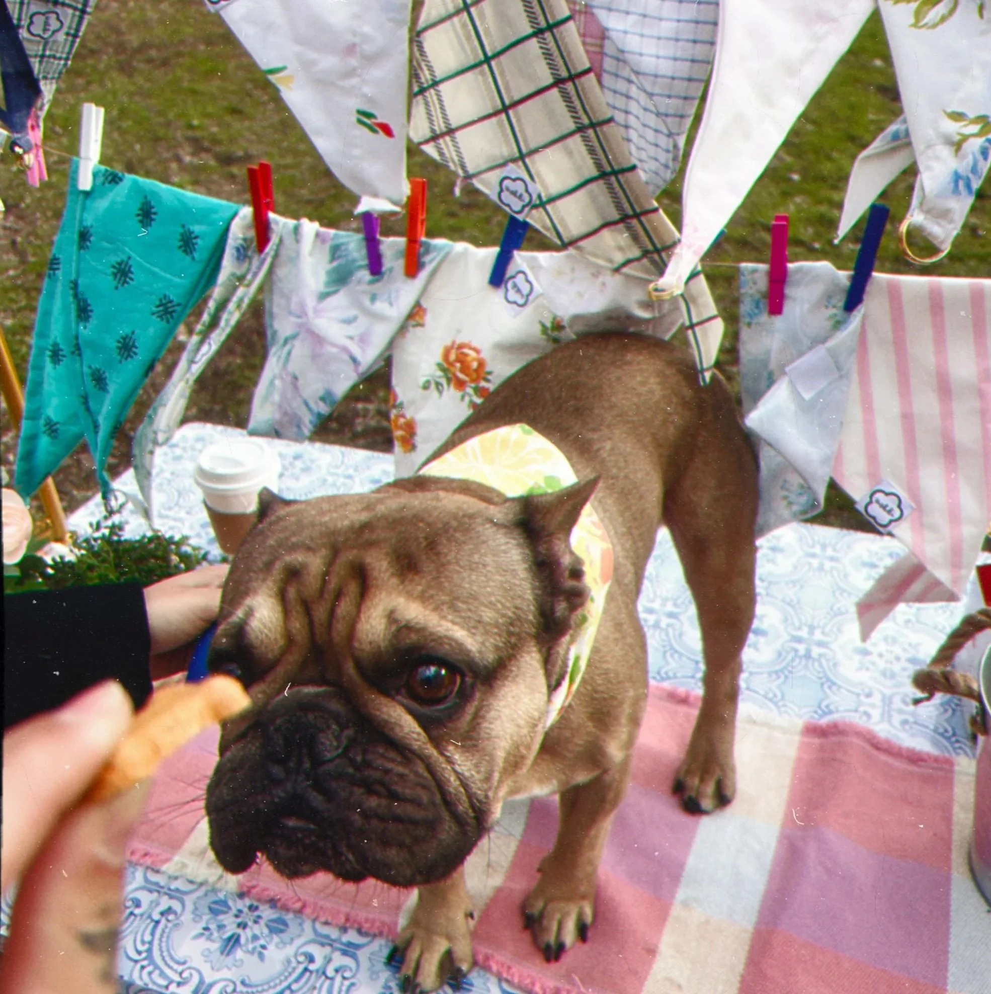 adorable french bulldog eating a treat with flower retro pattern summer yellow orange scarf accessory
