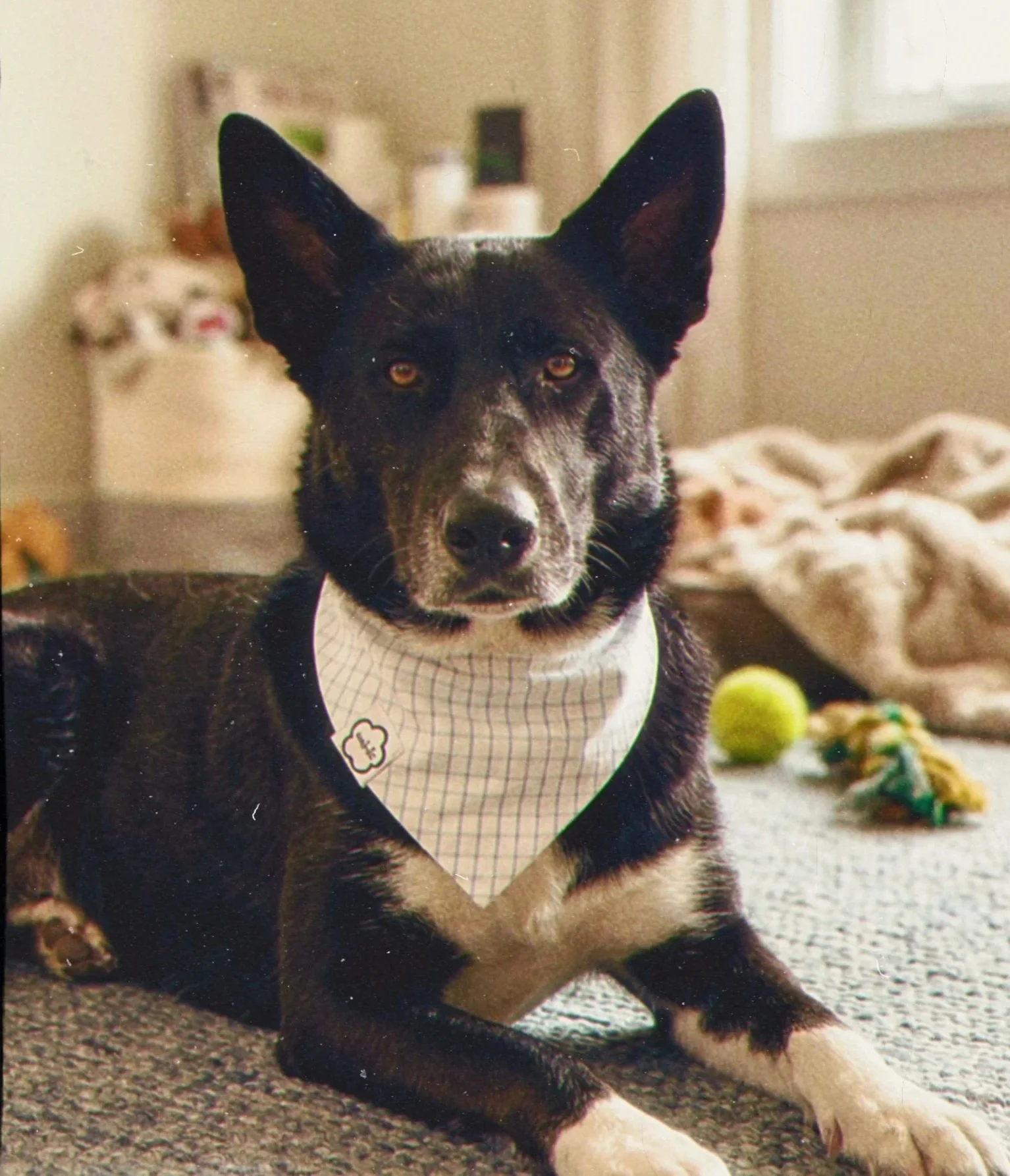 Husky Black and white dog lying down wearing a handmade ushki dog bandana