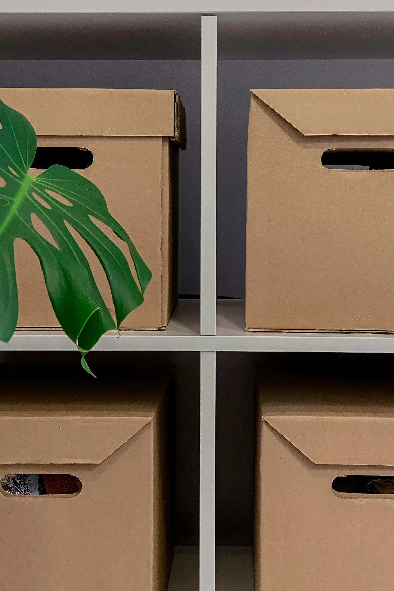 Brown cardboard storage boxes on a white shelf with a green monstera leaf partially in the foreground.
