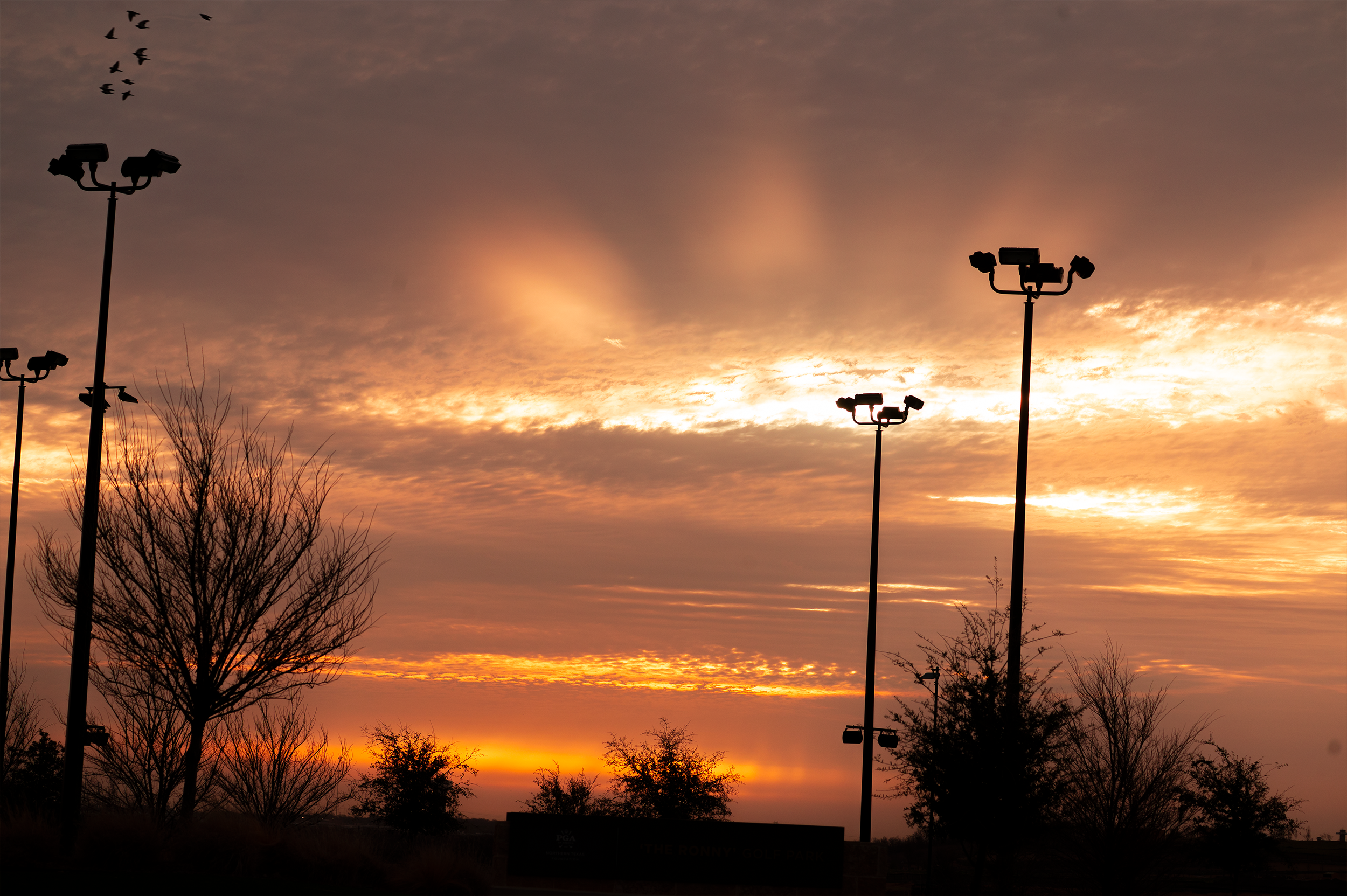 Sunset sky with clouds, silhouetted outdoor lighting posts, leafless and leafy trees, and birds flying in the distance.