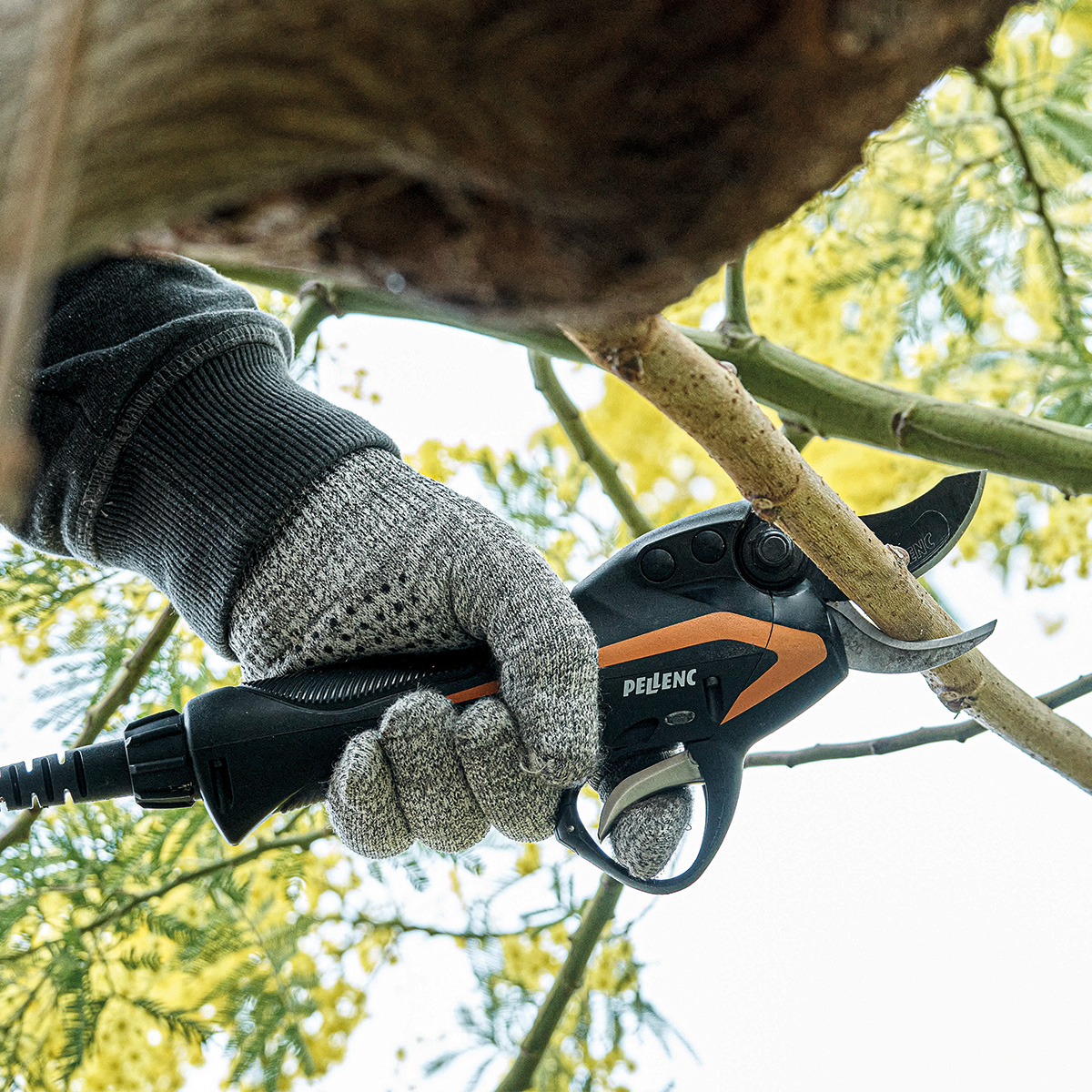 Specialized Fruit Tree Pruning