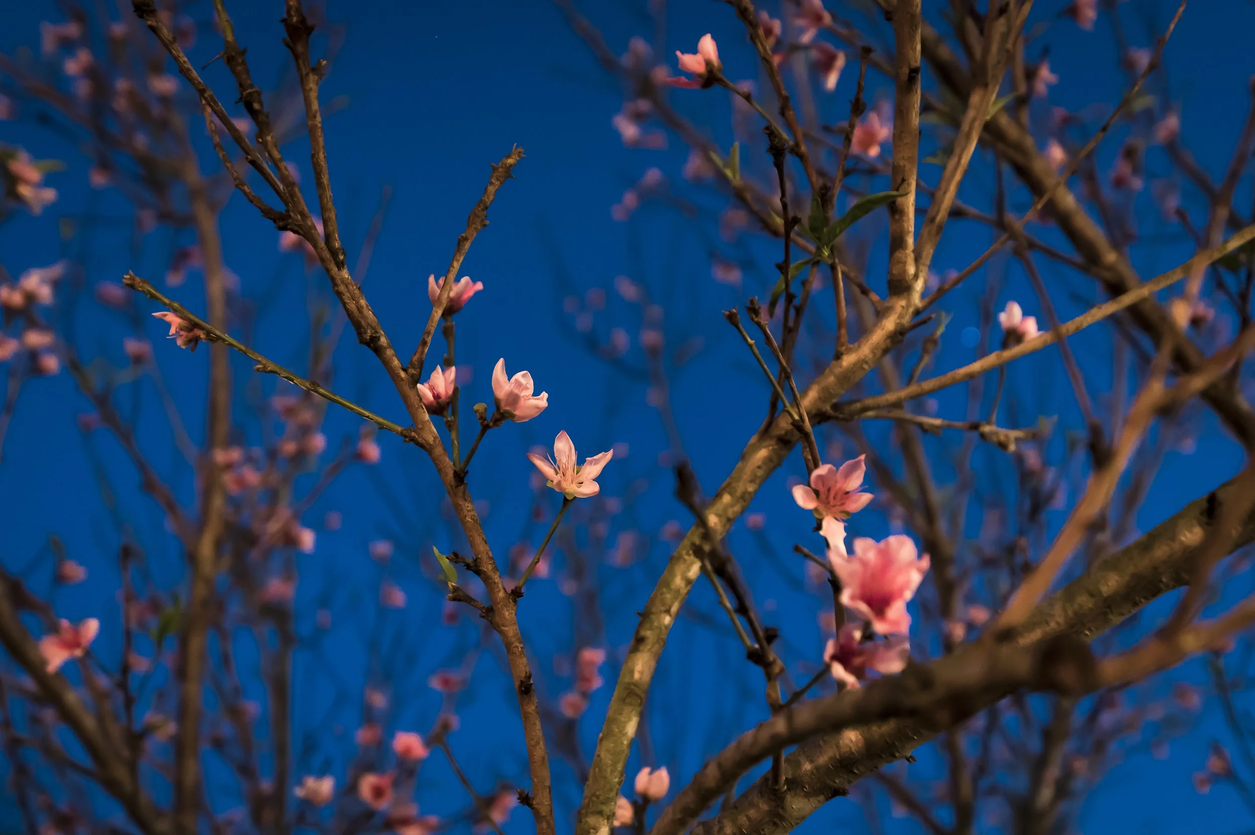 PeachBlossum2019_AnnAlvaWieding-1.jpg