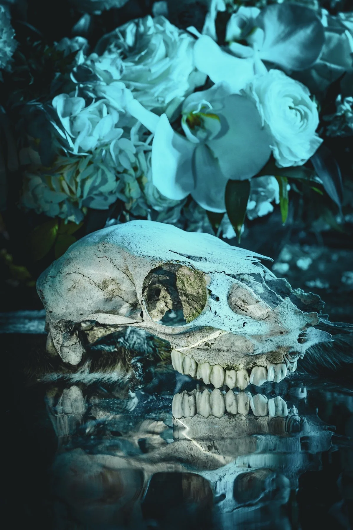 Wieding_FloralSkull_4_2024.jpg