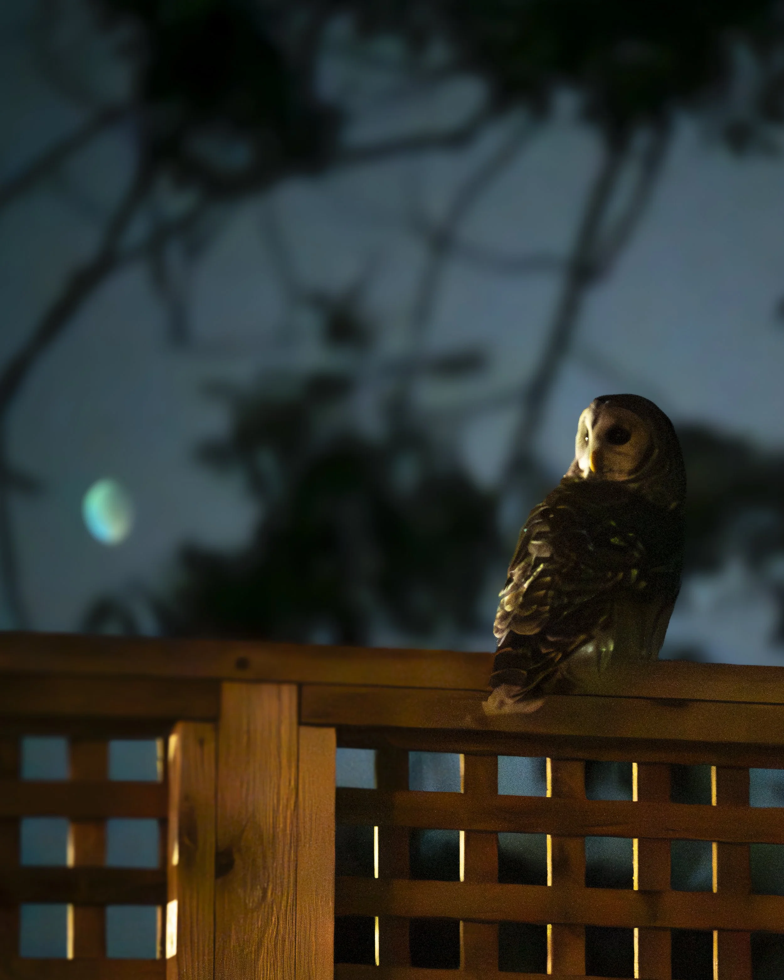 25.10.01_Barred Owl_AnnAlvaWieding.jpg