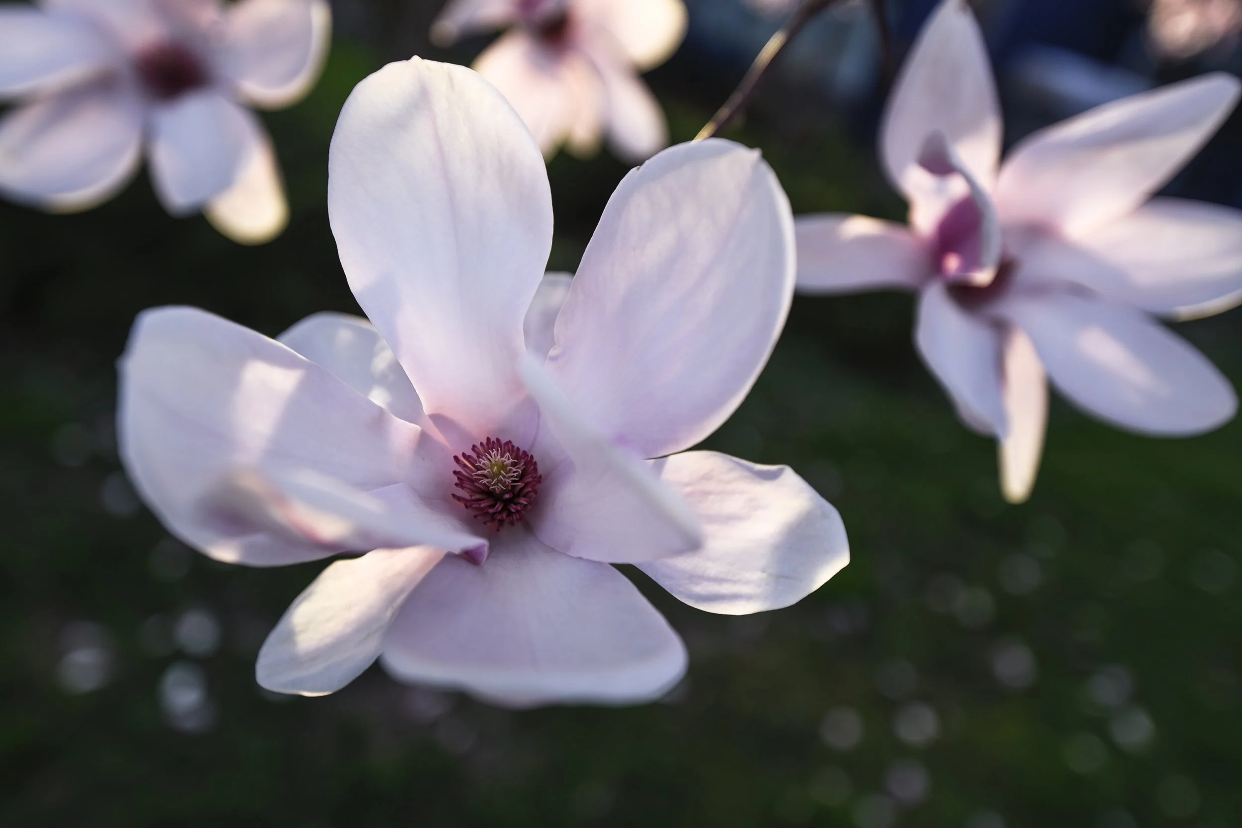 MadisonMagnolia2017_AnnAlvaWieding-2.jpg
