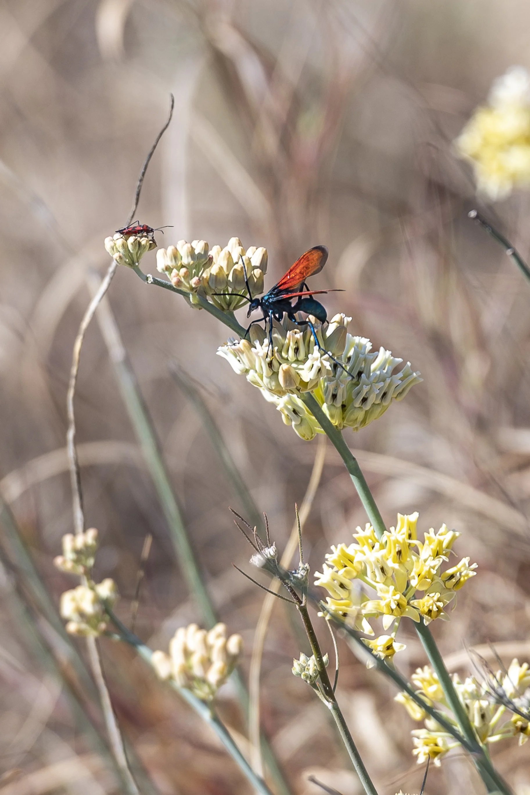 22.03.04_BajaSur_MurderHornet_AnnAlvaWieding-1.jpg