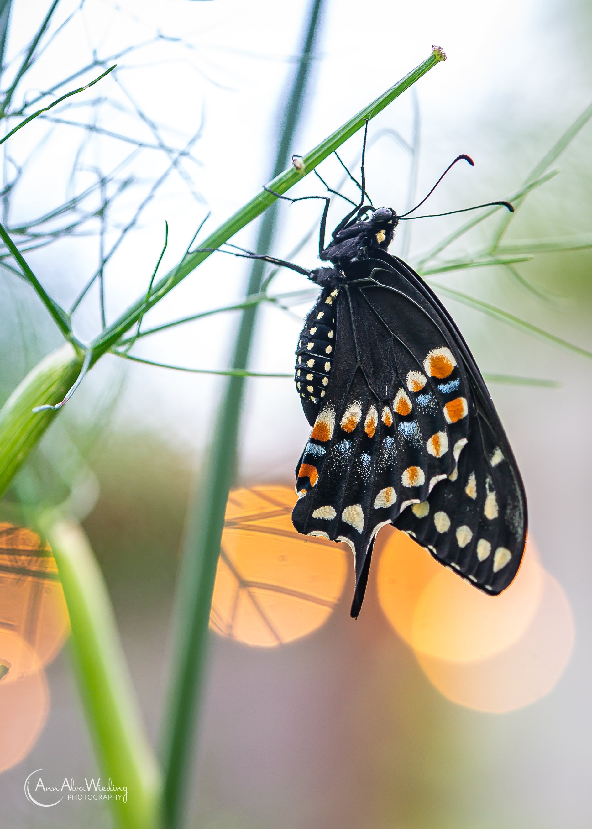 20.04.22_EarthDaySwallowtail_AnnAlvaWieding-2-2.jpg