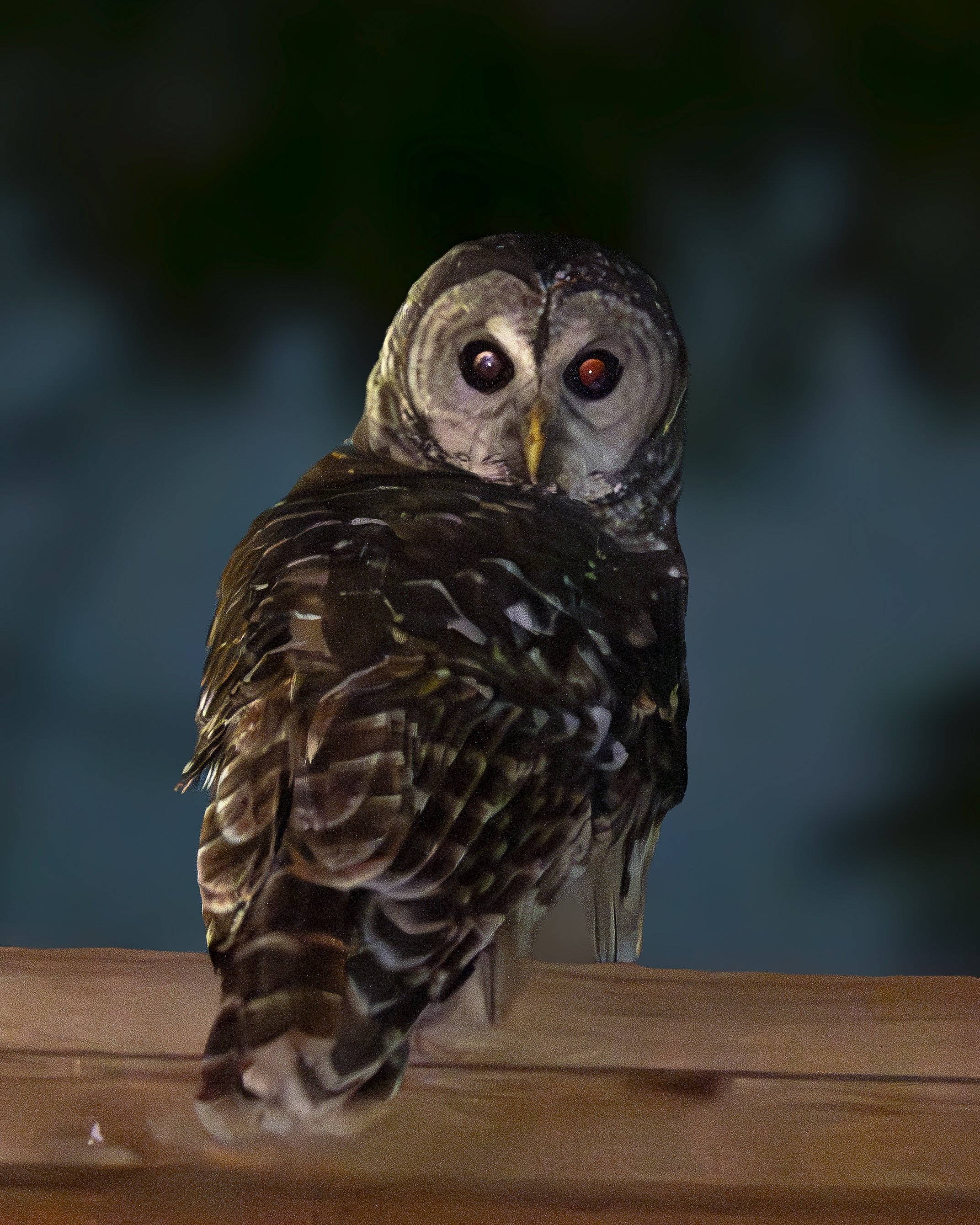 25.10.01_Barred Owl_AnnAlvaWieding-4.jpg