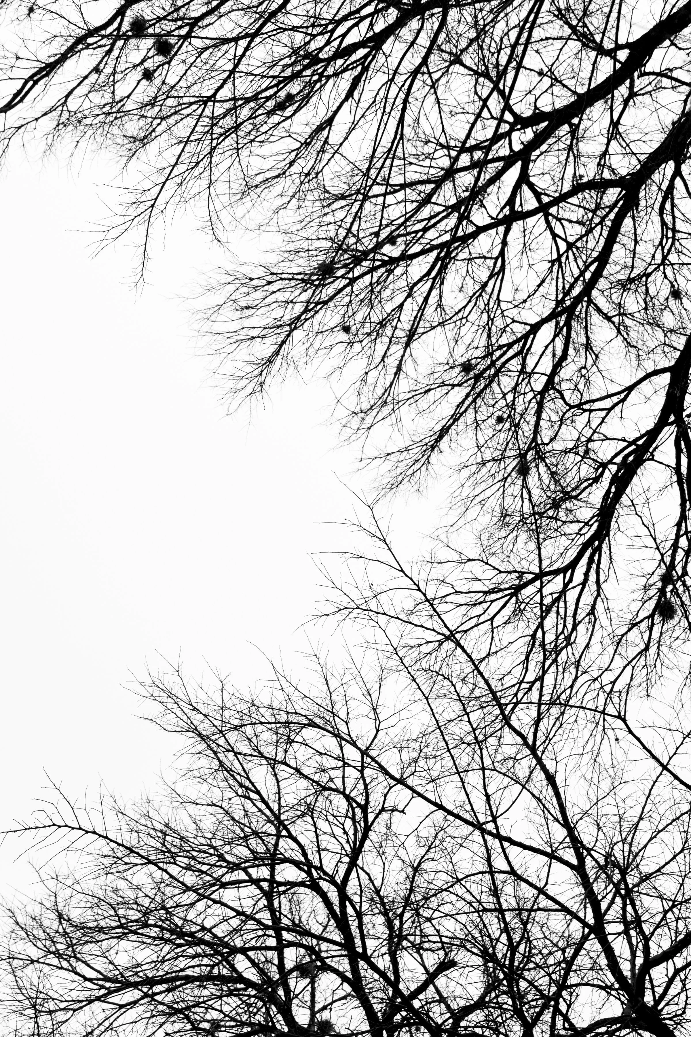 AAWP_TreeStudy_2_PRINT_12x18.jpg