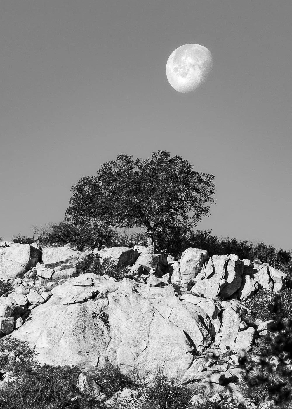 22.02.20_RanchoLaPuerta_La Luna Susurra sus Secretos_AnnAlvaWieding.jpg