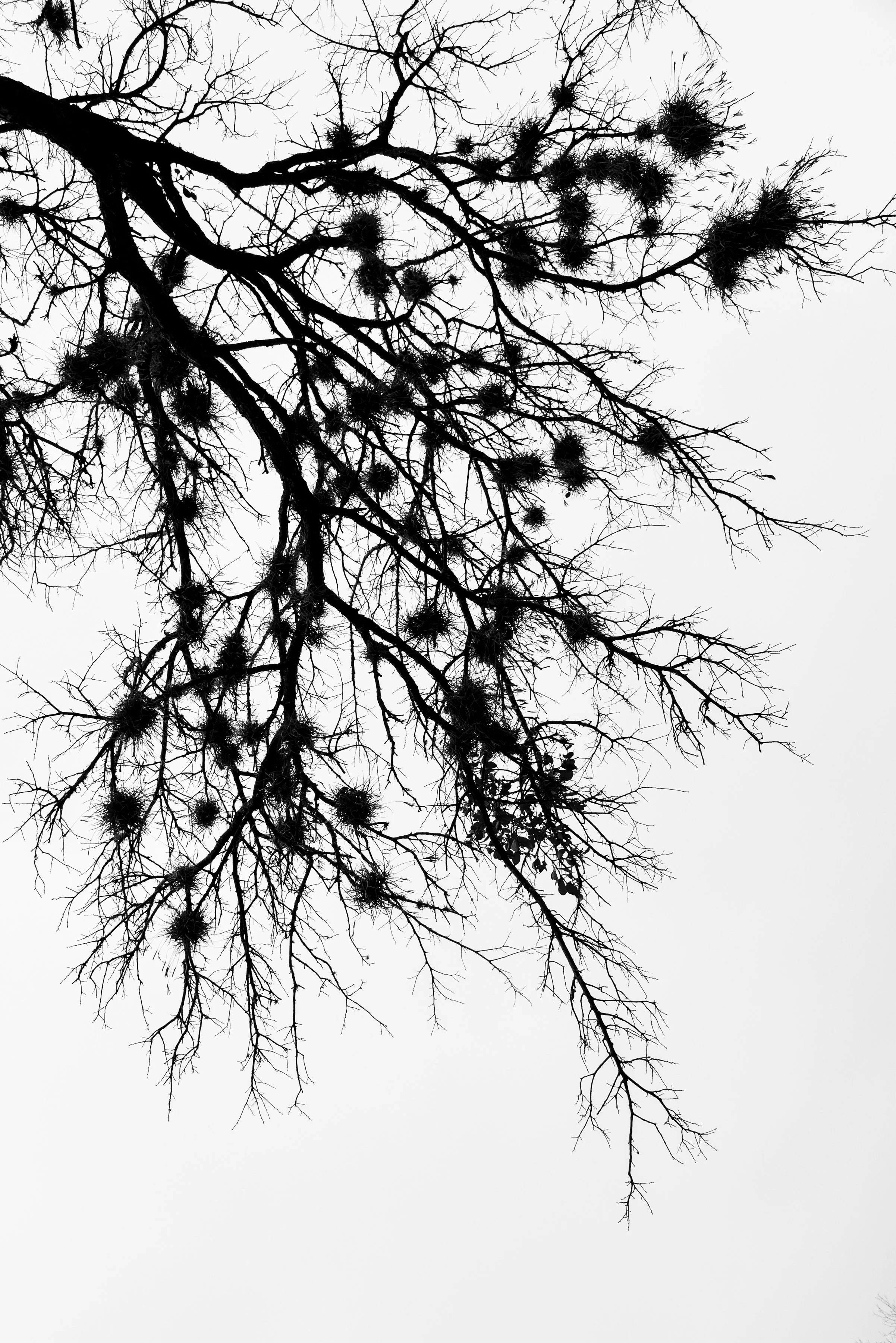 AAWP_TreeStudy_1_PRINT_12x18.jpg