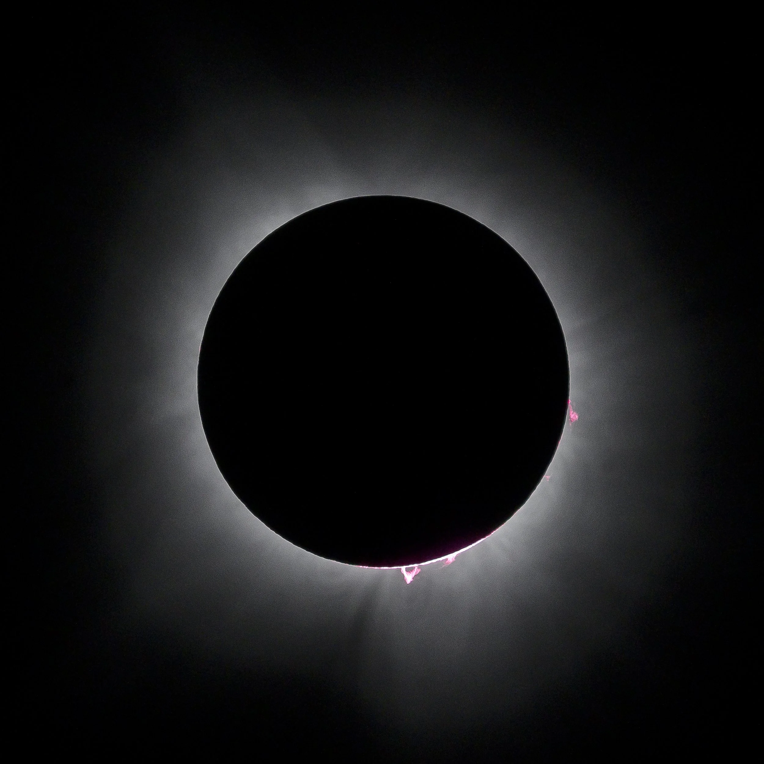 24.04.08_SolarEclipseArkansas_AnnAlvaWieding RumpWarbler_AnnAlvaWieding.jpg