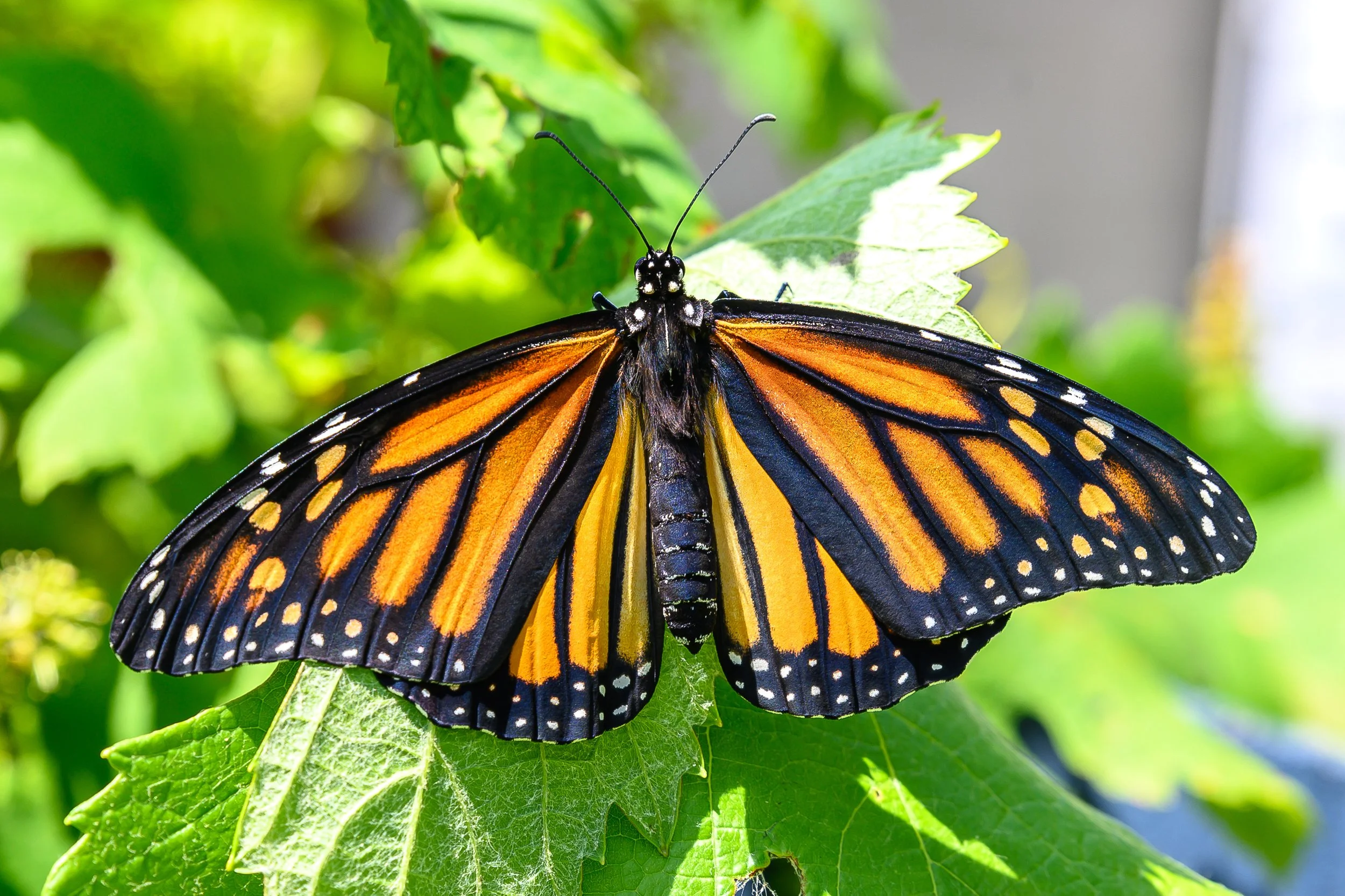 20.04.20_ Monarch420_AnnAlvaWieding-1.jpg