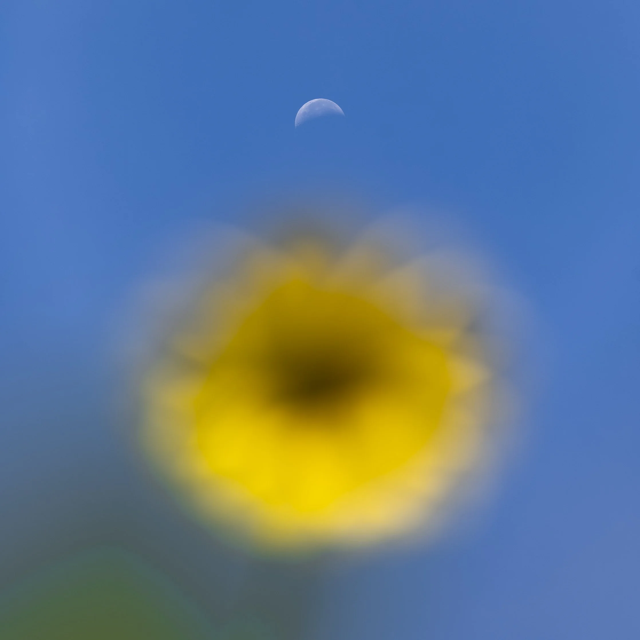 SunflowerMoon2020_AnnAlvaWieding-1.jpg