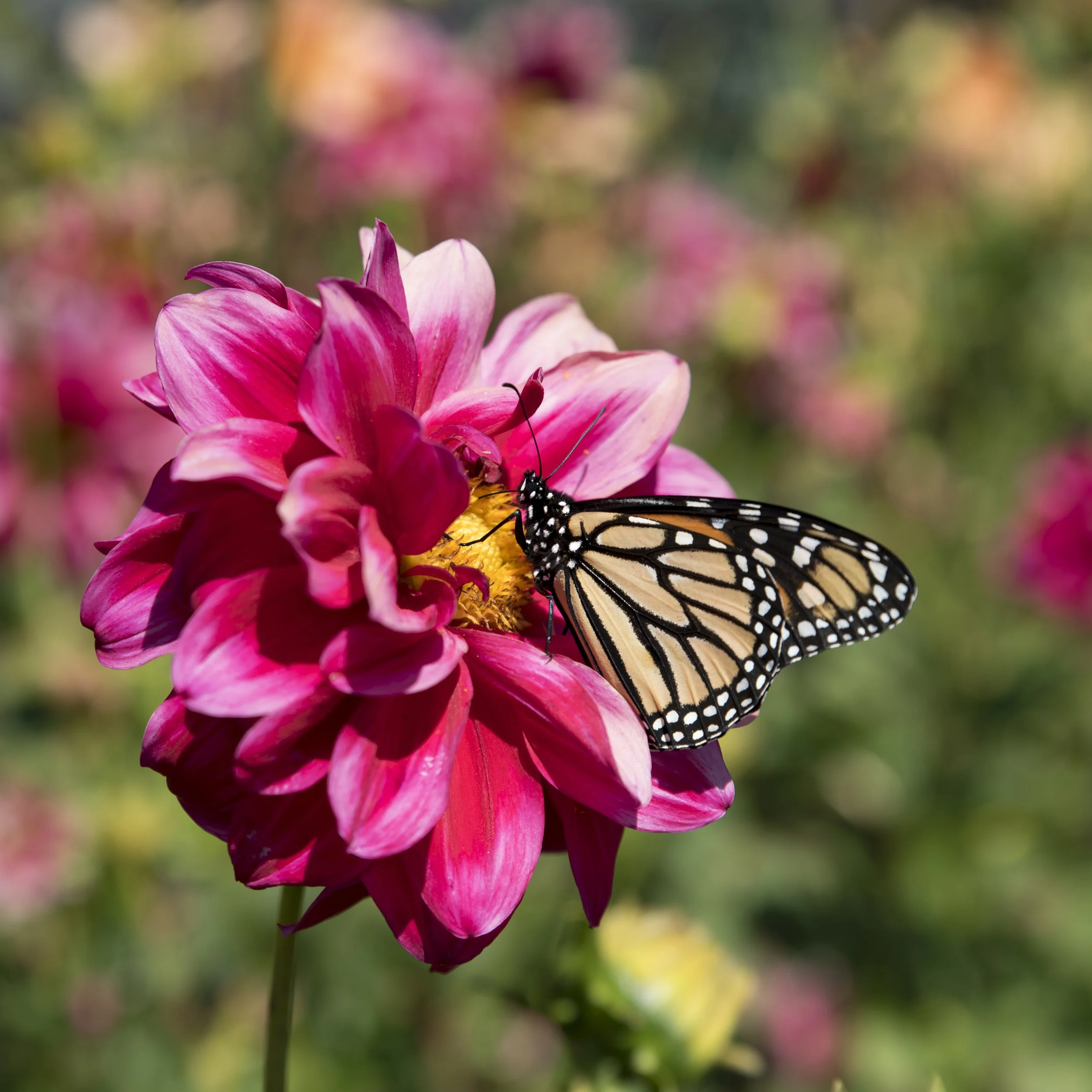 AAWP_ABig_Sur_Monarch_PRINT-4.jpg