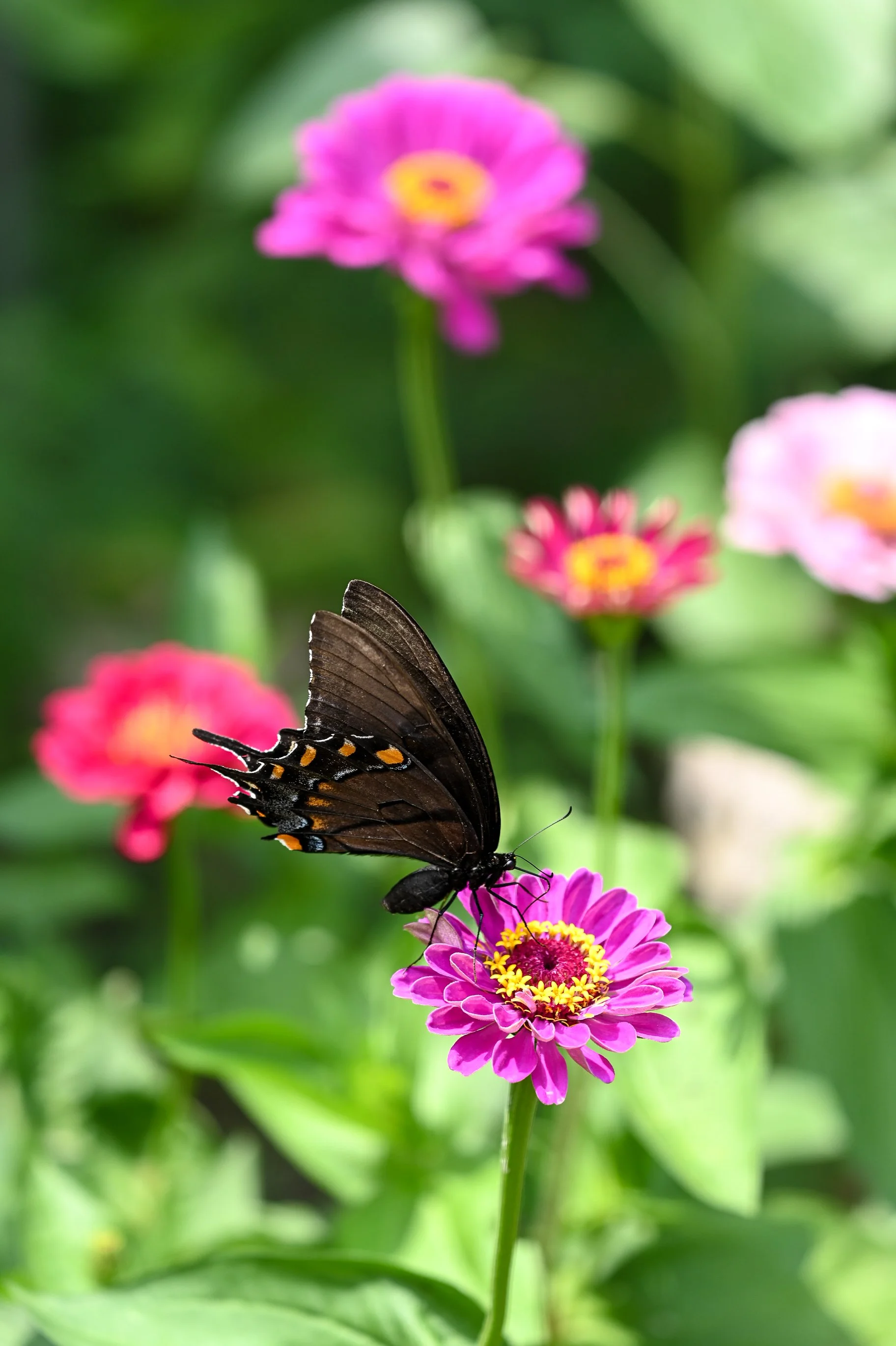 25.05.21_BlackSwallowtailZinnia-2.jpg