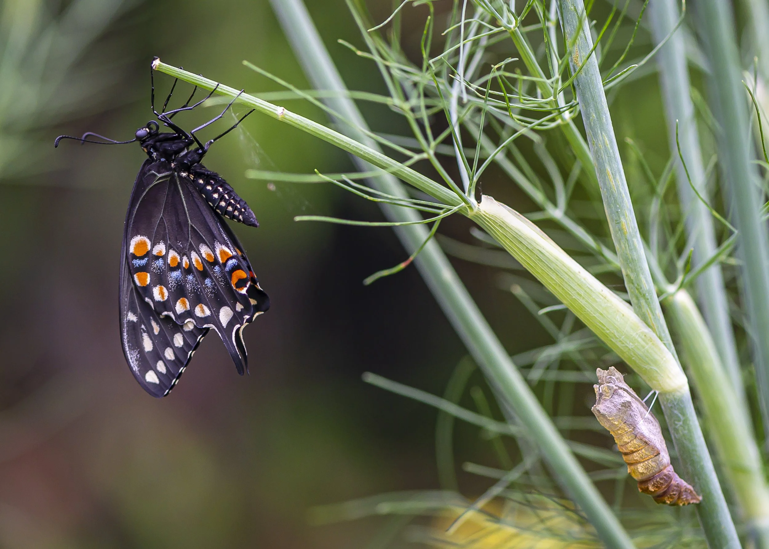 20.04.22_Swallowtailin Garden_AnnAlvaWieding-1.jpg