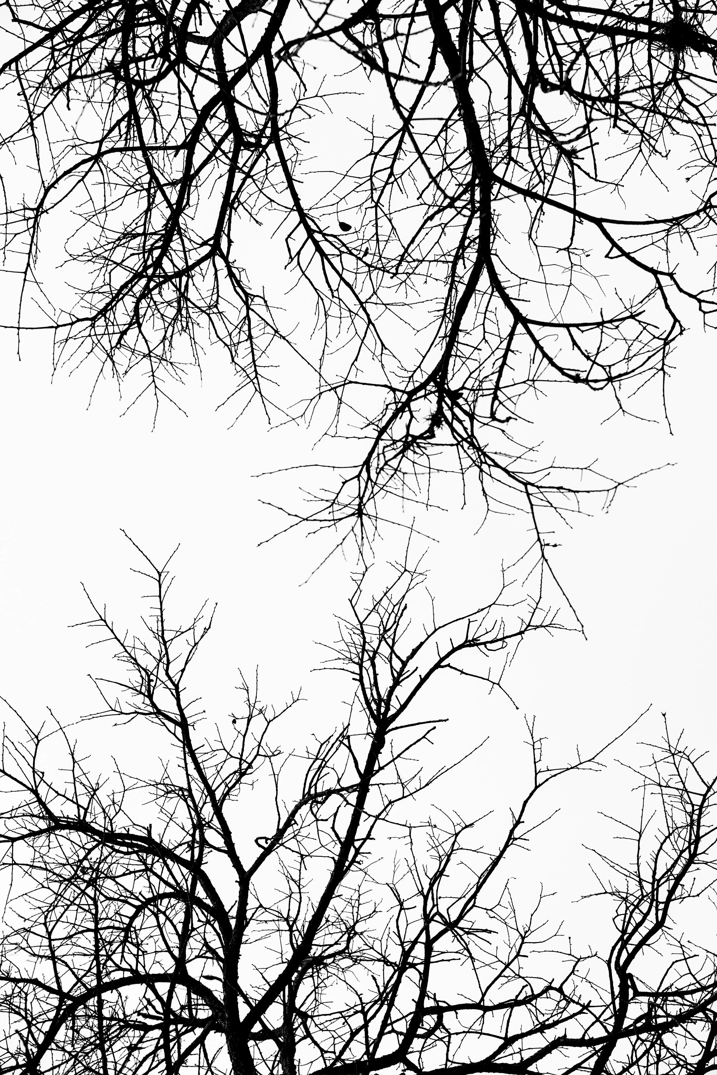 AAWP_TreeStudy_3_PRINT_12x18.jpg