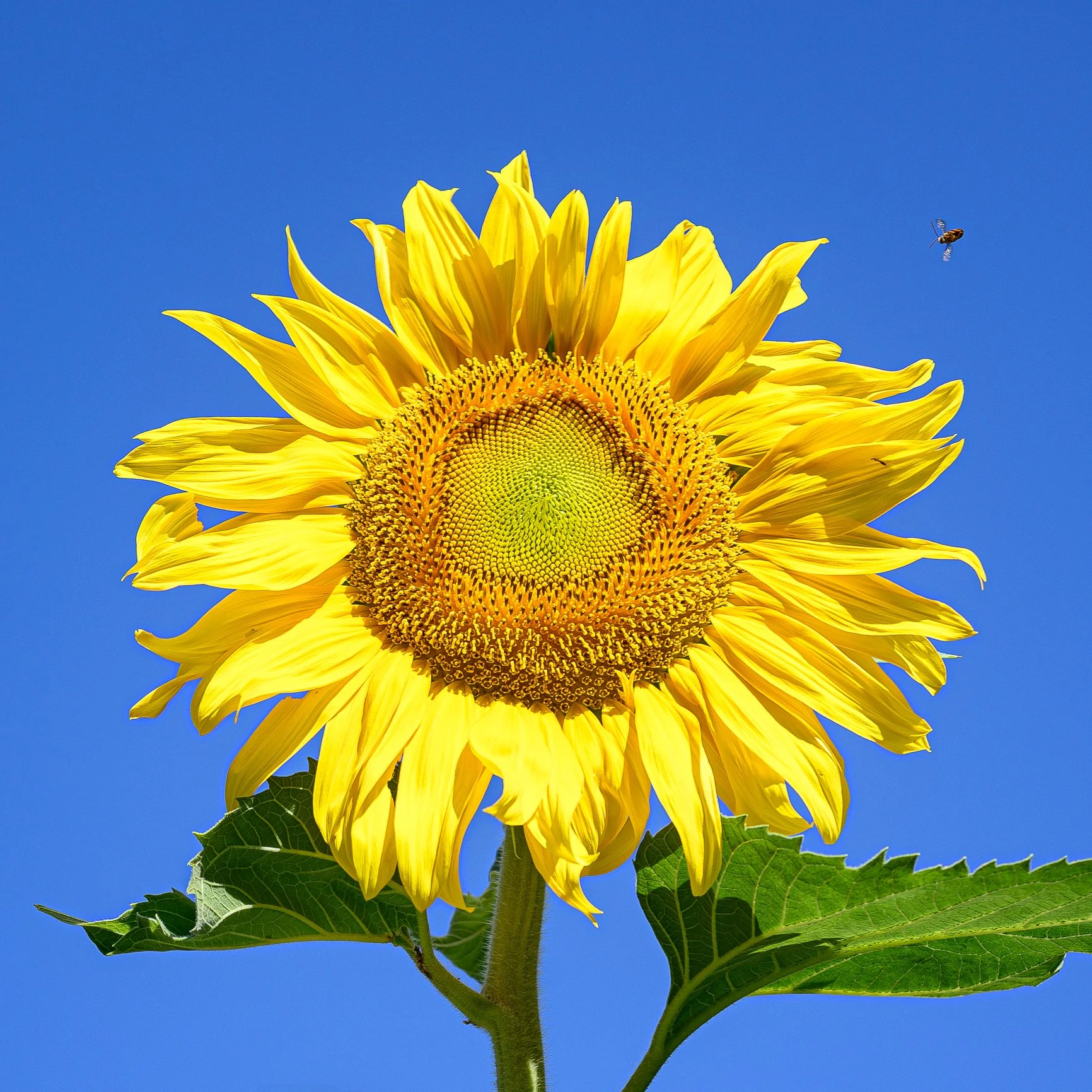 24.06.26_GiantSunflower_Bee_AnnAlva Wieding-1x1.jpg