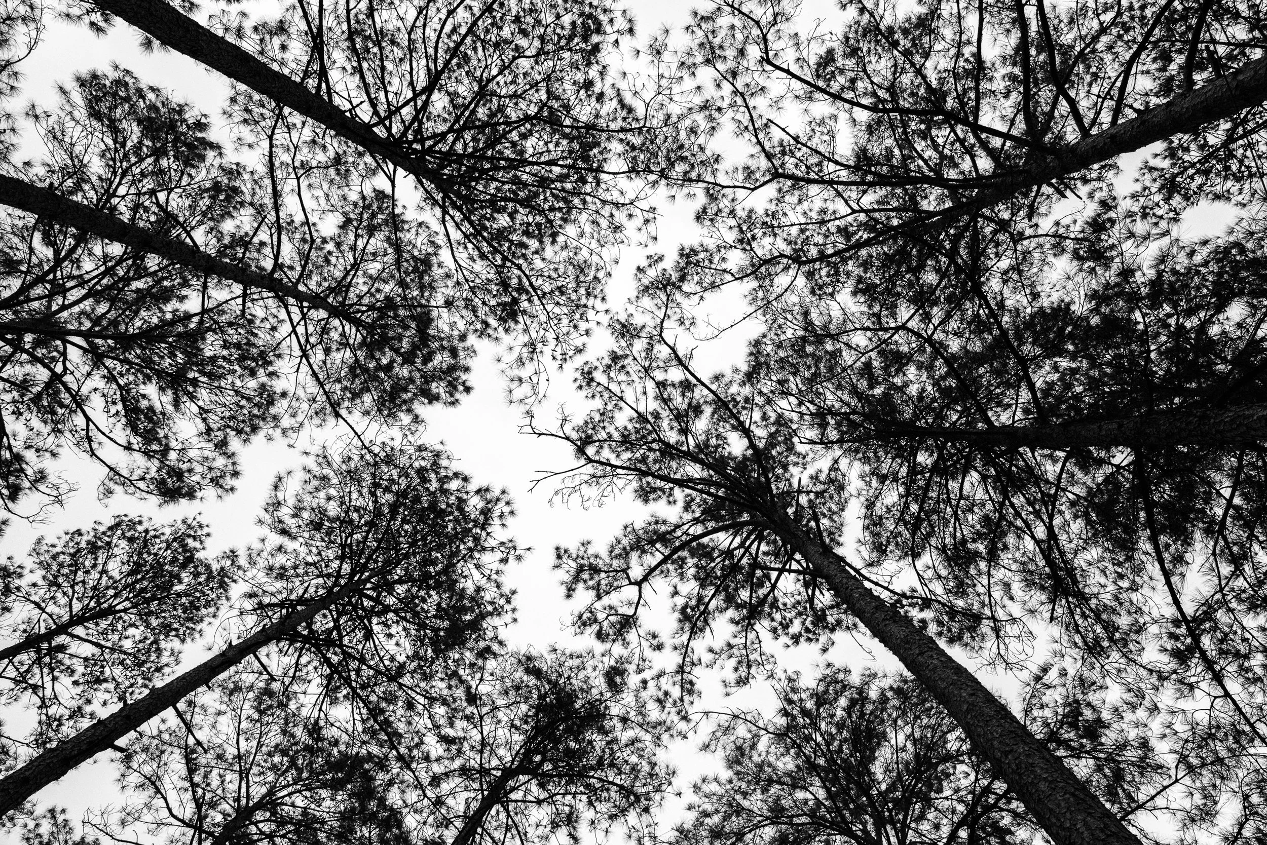 MonroeTrees2017_AnnAlvaWieding-2.jpg