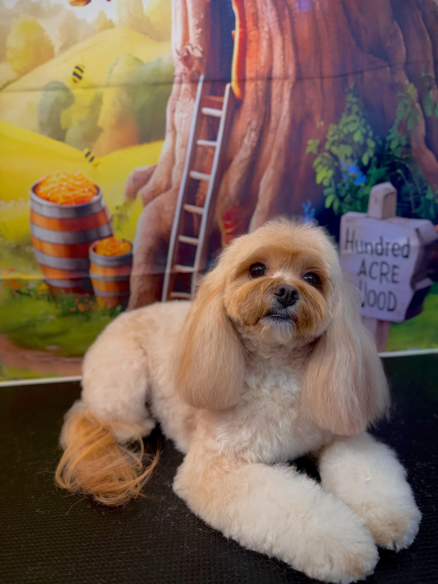 What a week! Finally time for some resting up and LEARNING!!! @jessronagrooming can&rsquo;t wait to see you at your Shaping Shmoops class🫠🫠