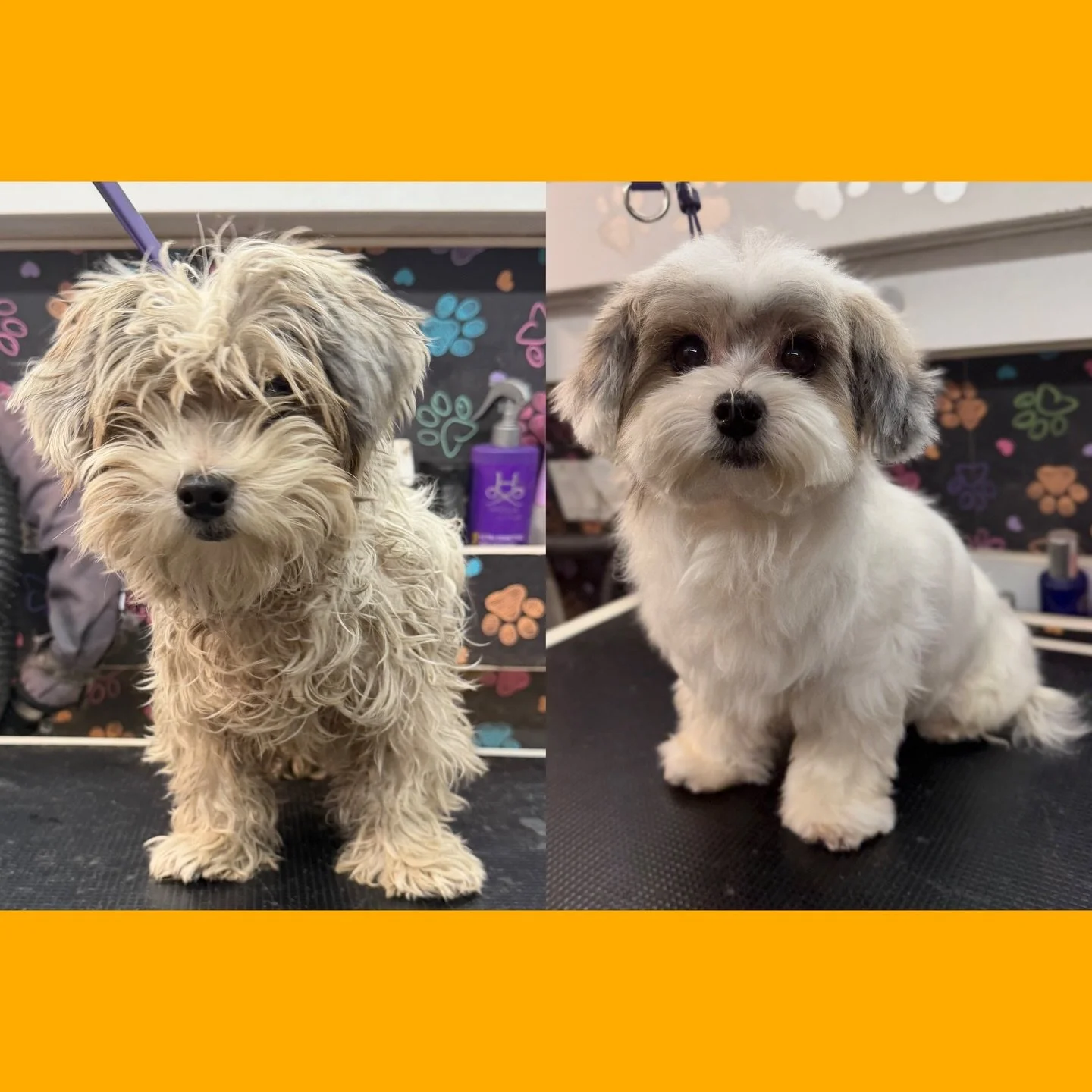 New groomer search stressing you out? We&rsquo;ve got you. 🐾💛 Partnered with @the_pawfection_spa , we specialize in one-on-one grooming, customized products for your pup, and a calm, positive experience all around. Cleanliness is non-negotiable her