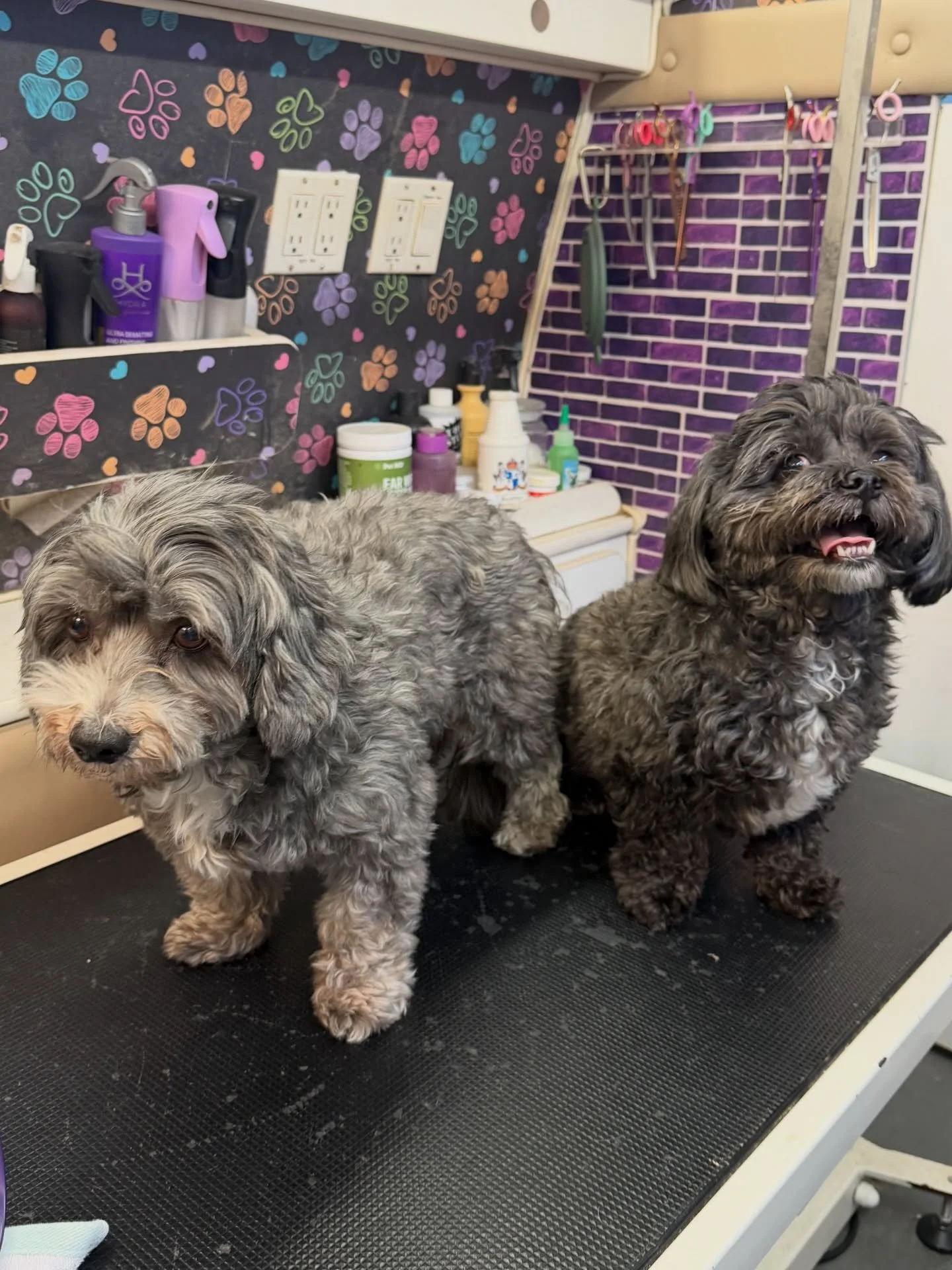 Stanley and Leo are the sweetest boys they were so relaxed for today pampering🤗 see you next month boys🫶🏻