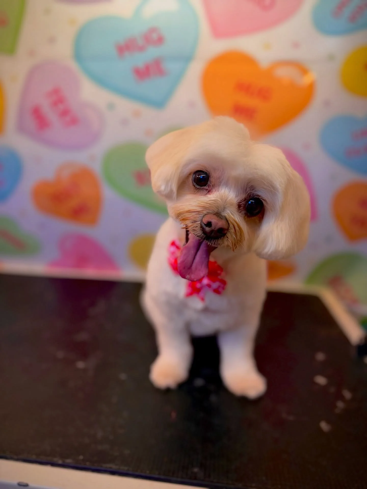 She&rsquo;s cleans up so nice🤩🤩🤩 love you Freyja you are such a sweet angel 😇