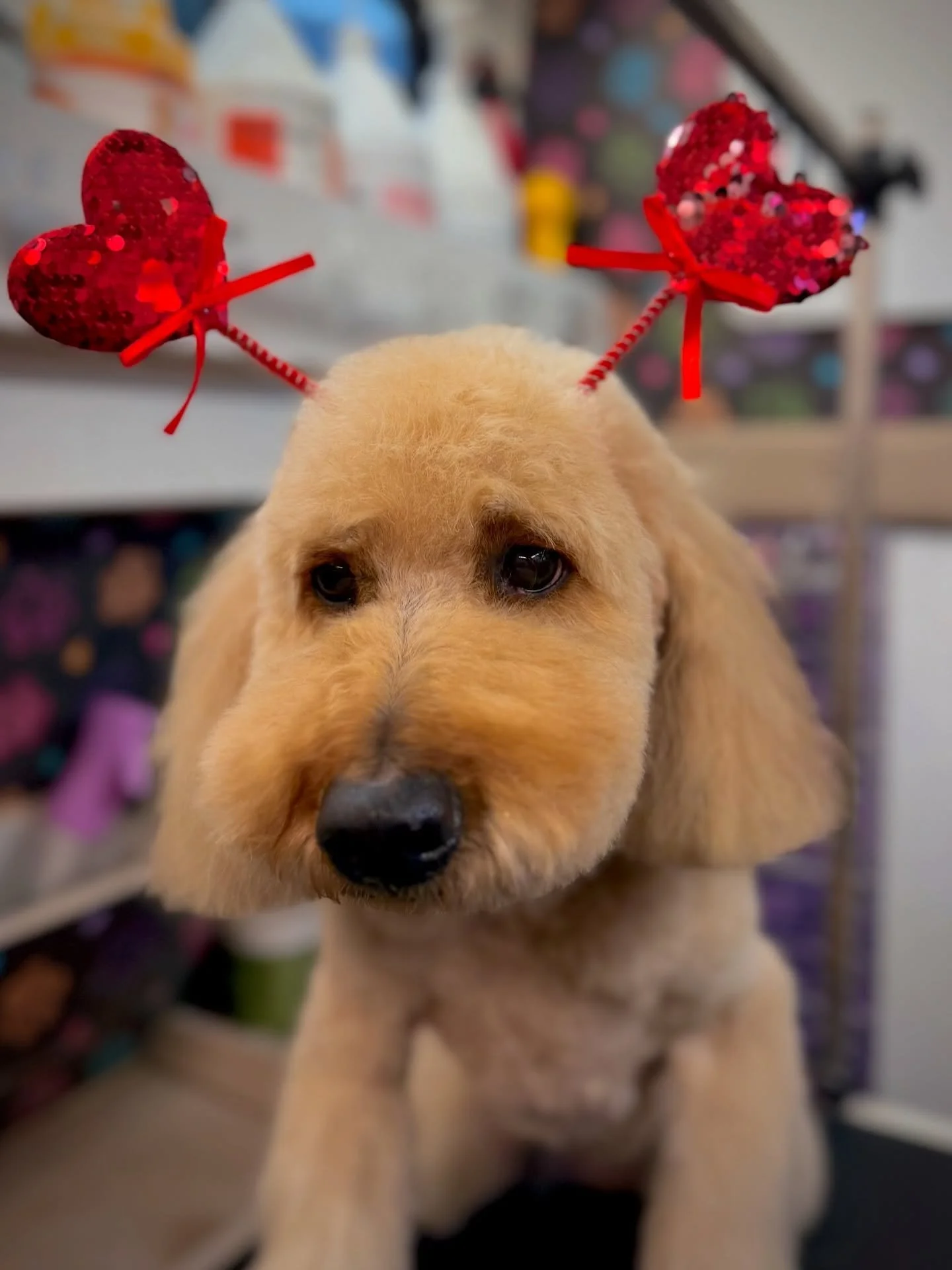 So excited to see Pippy after a very long wait🥰