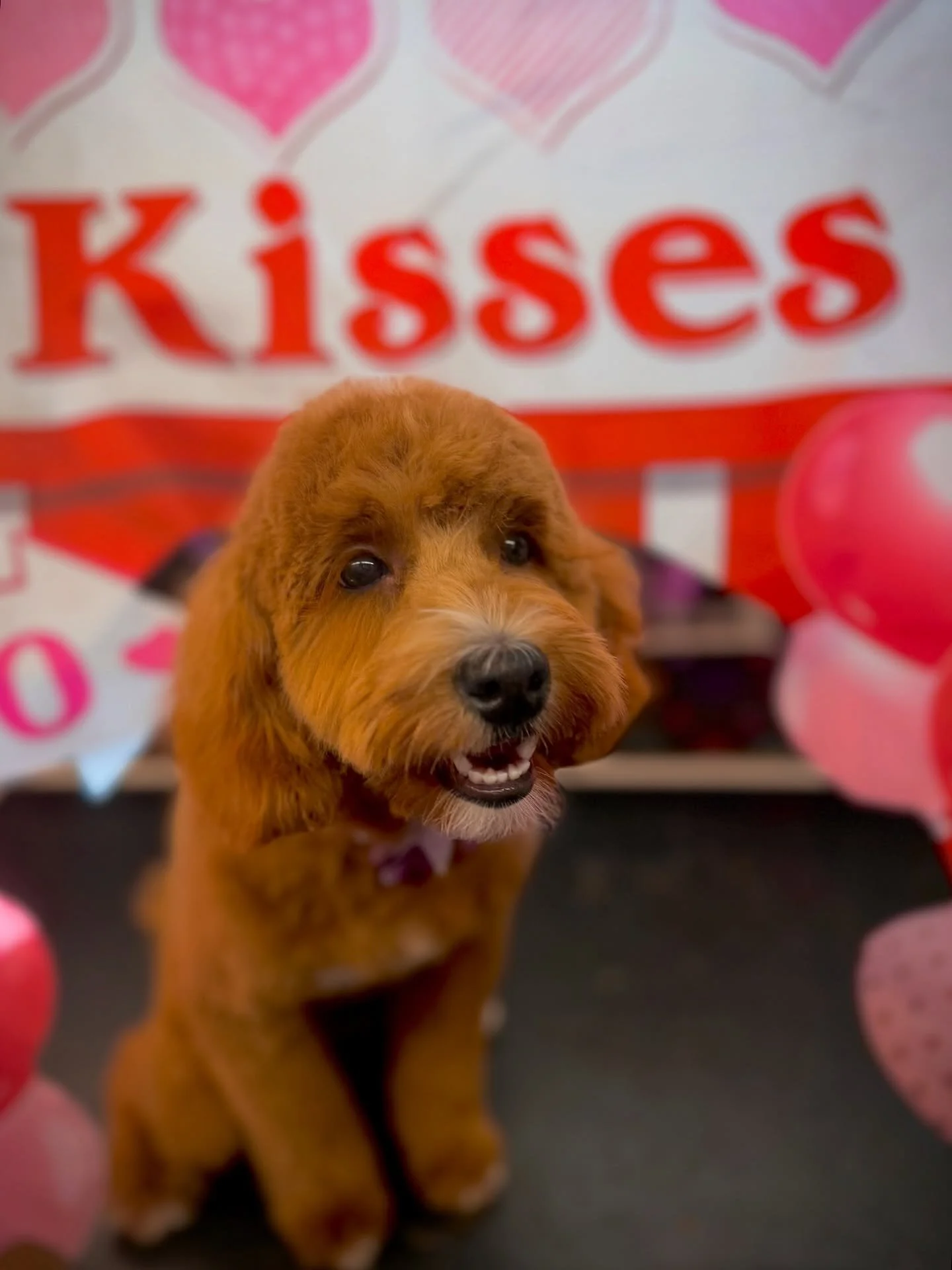 So many sweet pups today🥹🫠