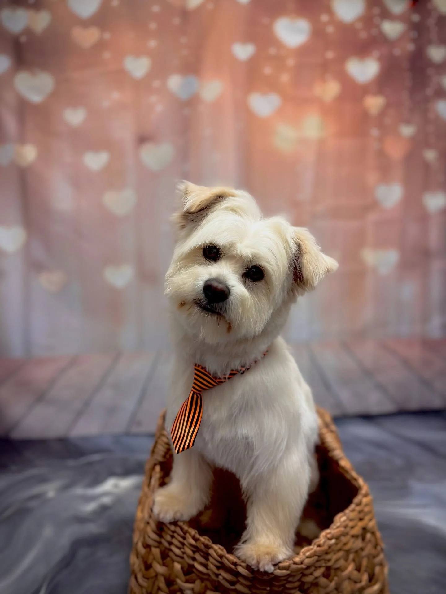 The pictures I have taken of dogs through the years have changed me so much. A picture capturing a moment in time for ever that most people love, appreciate, and hold onto forever @the_pawfection_spa call to book your appointment today😝🥹