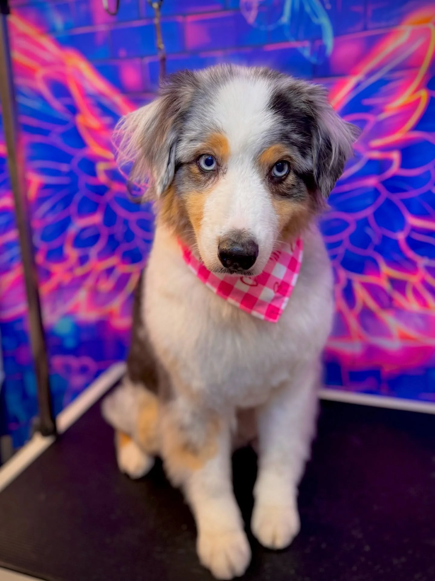 Yes, Aussie, poodle, aussie-doodle&hellip;one more Aussie. Today was so perfect. Happy to see reoccurring customers and one new🥰