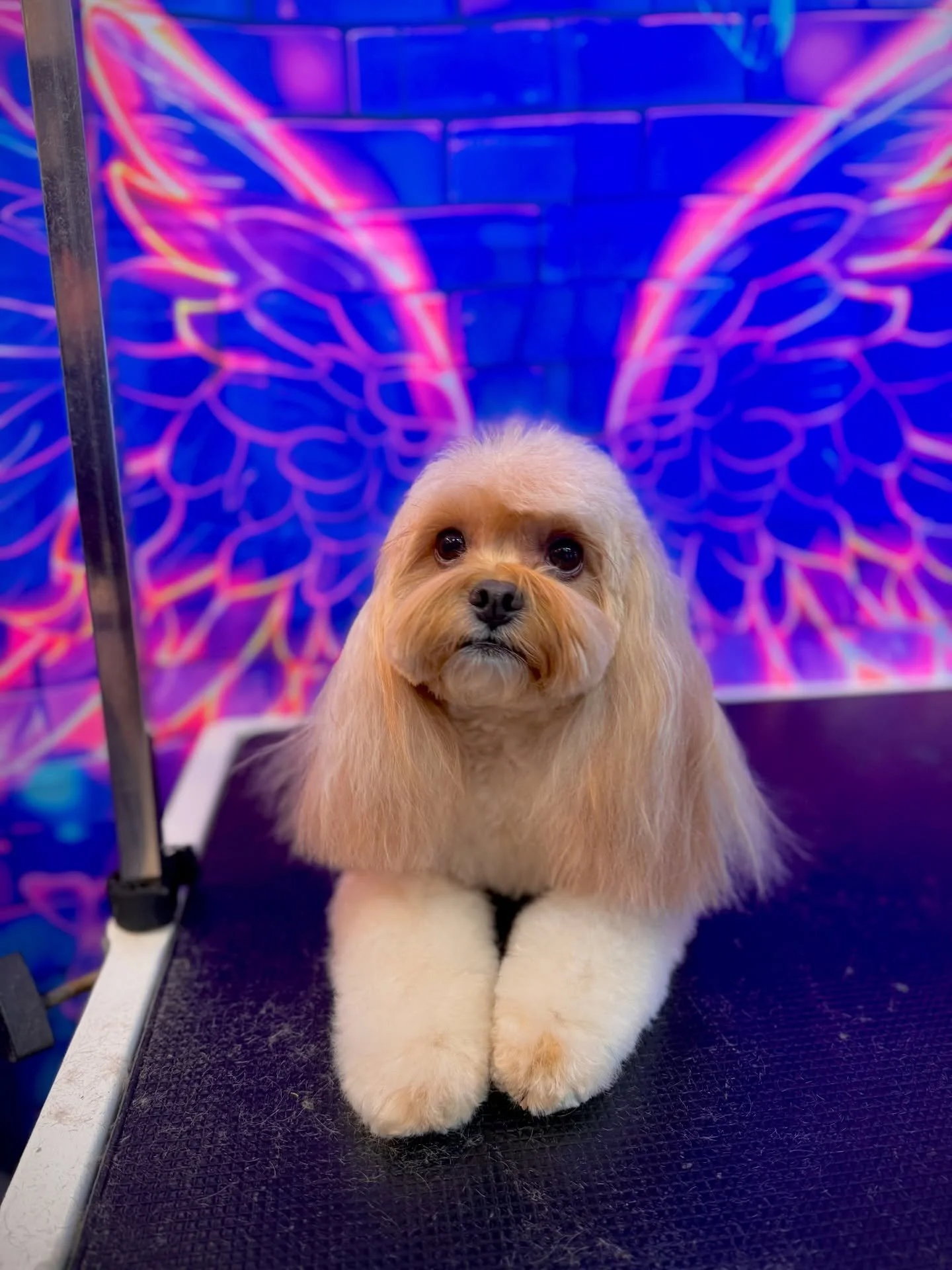 Love this little puppy🥹 she did so good for her first time in the van