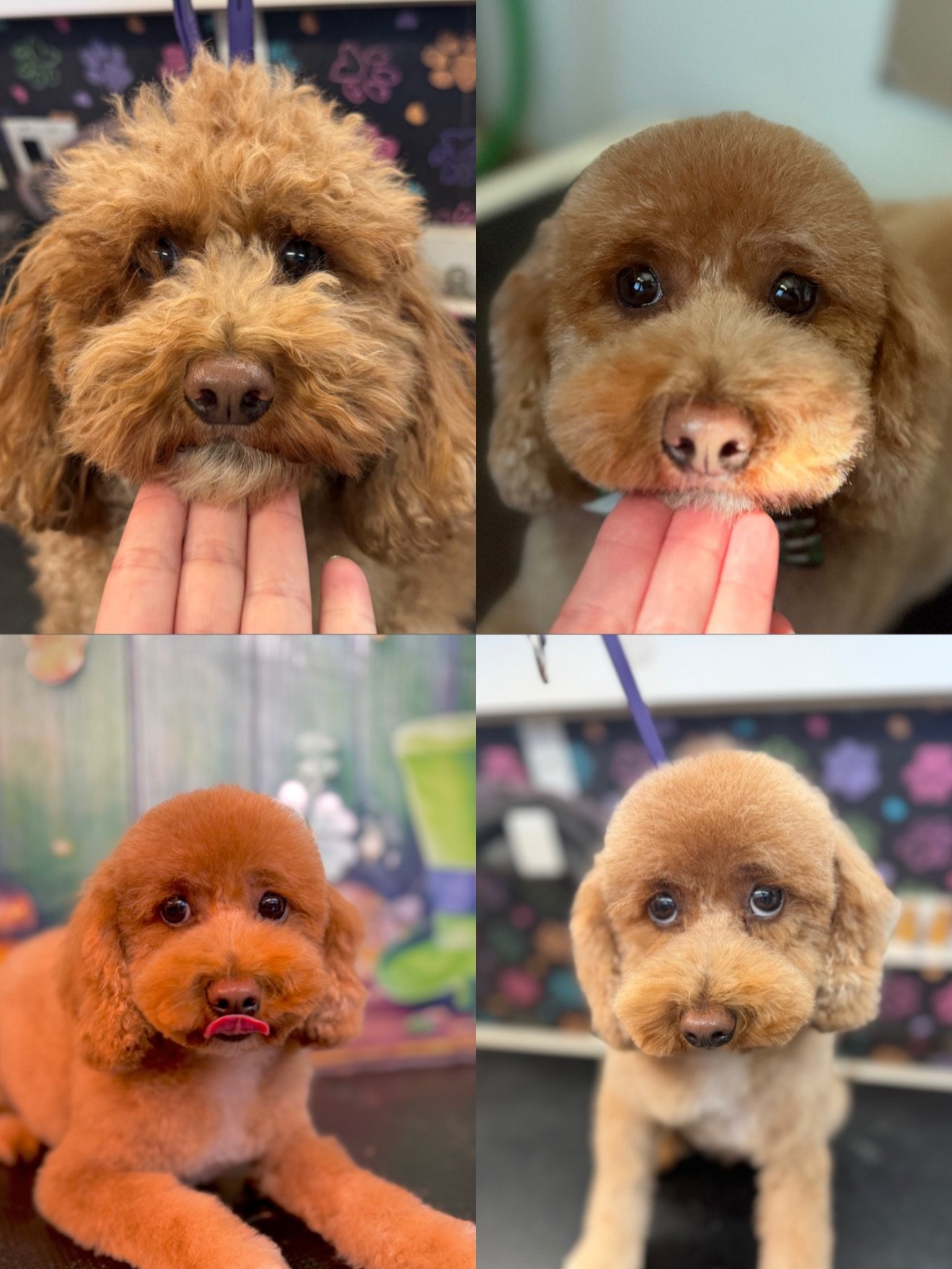 We had some super cool transfurmations today✨