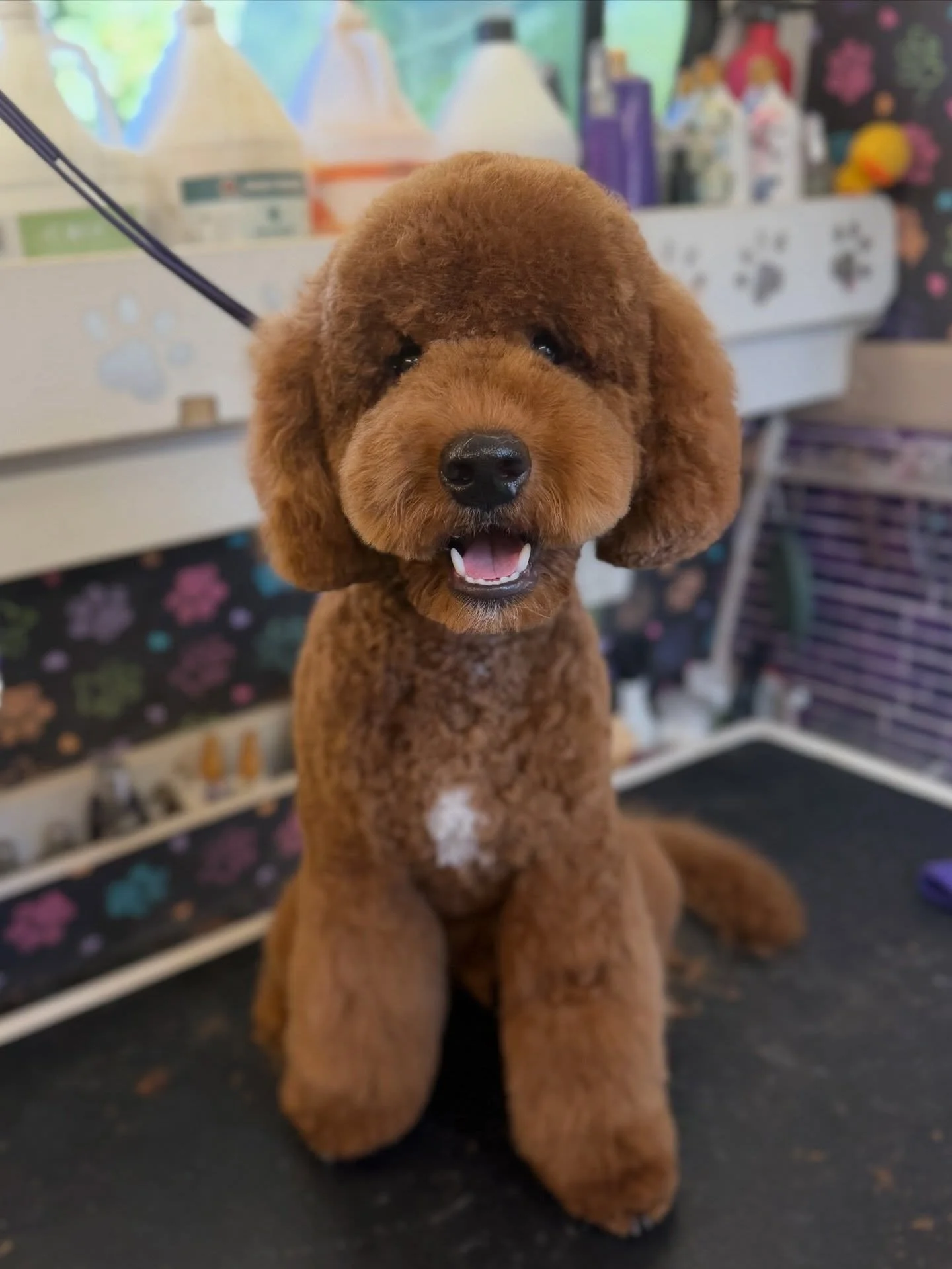 Some of my favorite grooms put all in one day. Special shoutout to Barkley&rsquo;s parents who let me experiment on their sweet boy