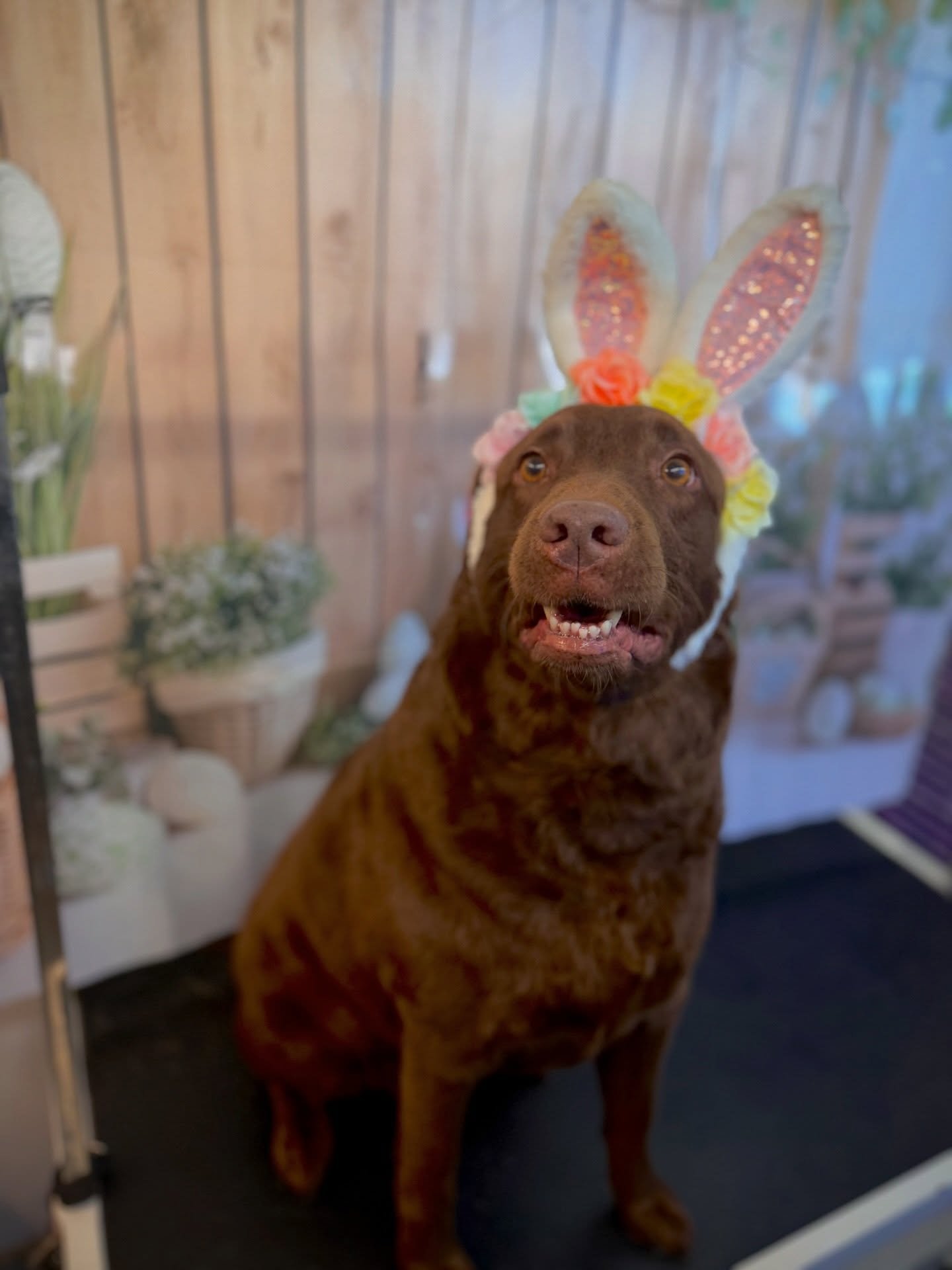 Are y&rsquo;all ready for Easter yet??? 🐣