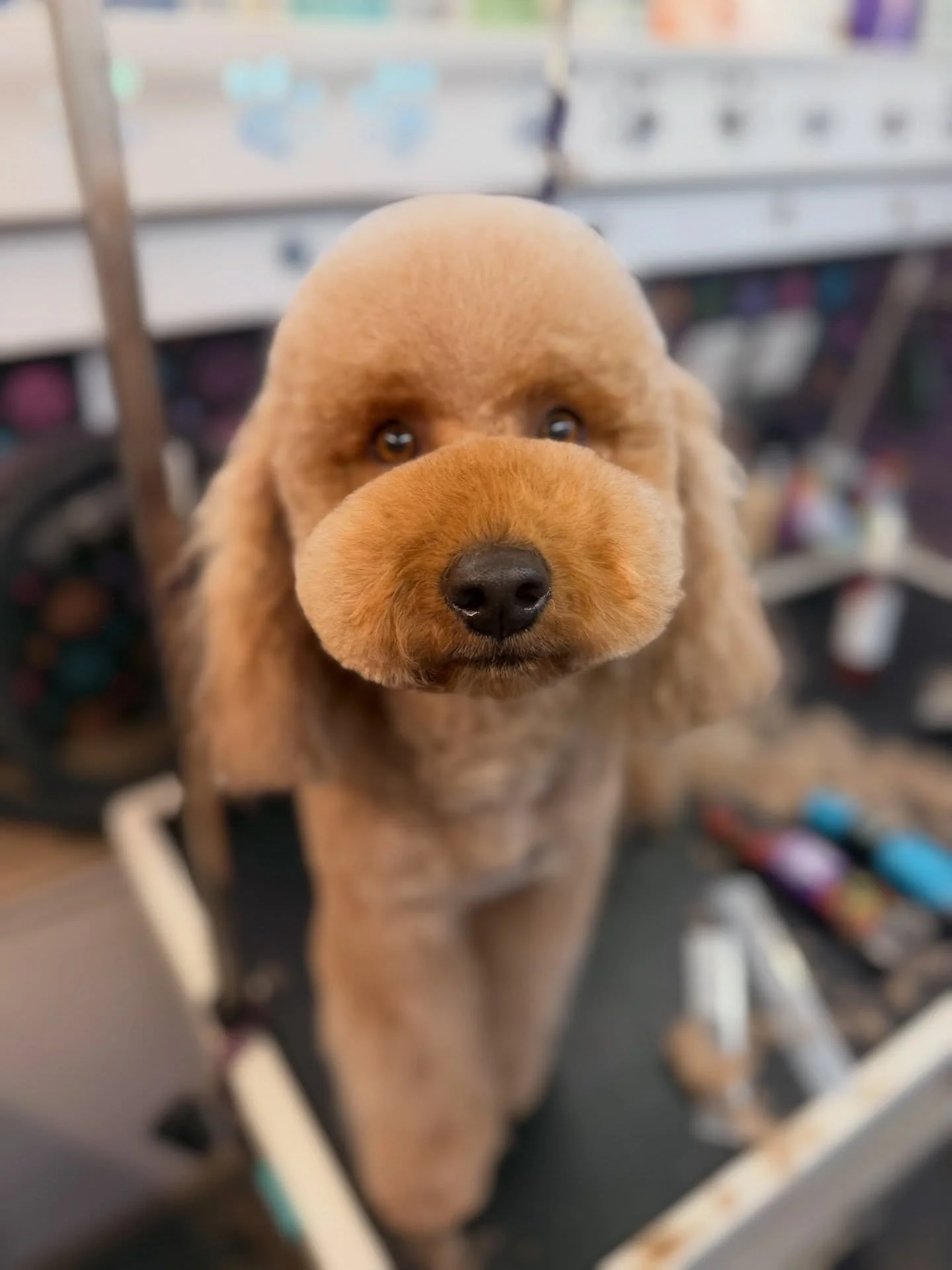 🧸🧸🧸🧸🧸 I don&rsquo;t wanna see no comments about the mess🤣 I am at peace in the controlled chaos