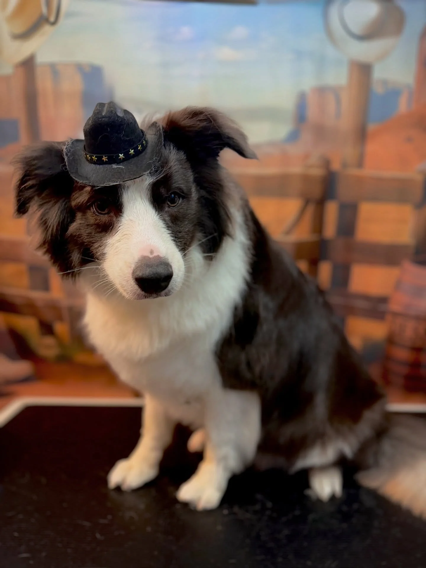 Saddle up, partner 🤠✨
Where every pup leaves lookin&rsquo; like the Best in the West 🐾💈
Fresh cuts, waggin&rsquo; tails, and grooming done the cowboy way. &lsquo;Cause around here, your dog ain&rsquo;t just groomed&hellip; they&rsquo;re legendary 