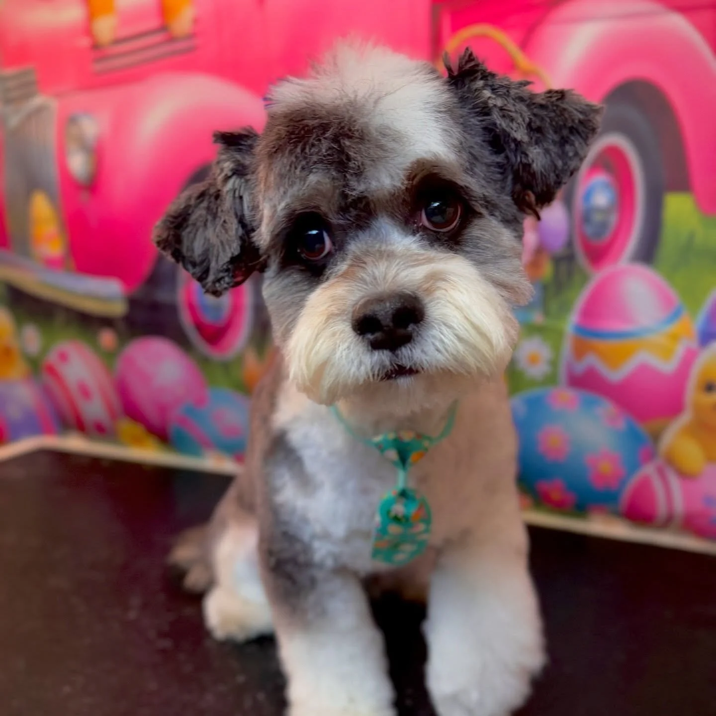 Suuuuuuper fun haircut today for Dodger. Can&rsquo;t wait to add more to it next time🤩