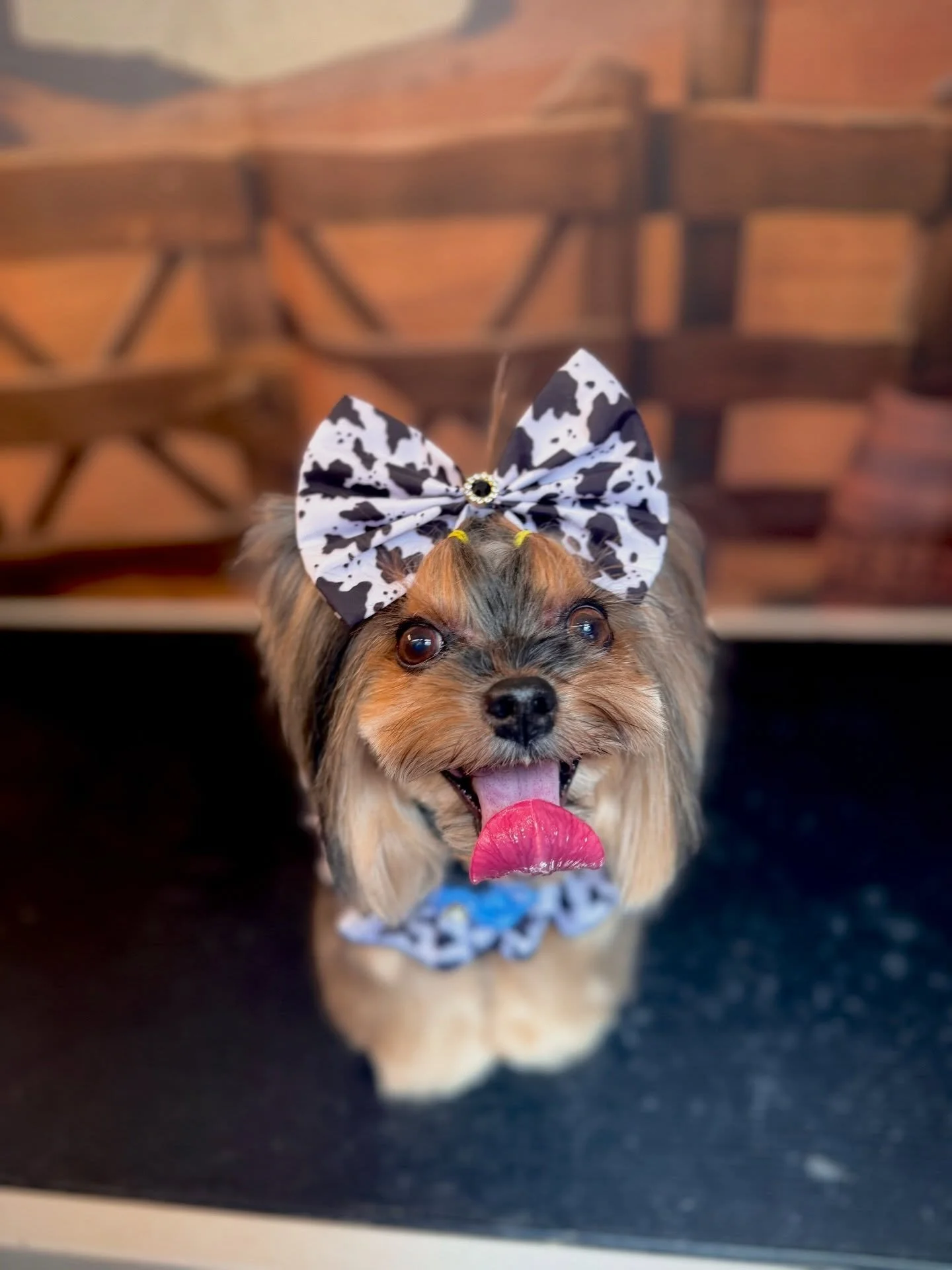 @kate_showme has the best Yorkie 🫶🏻