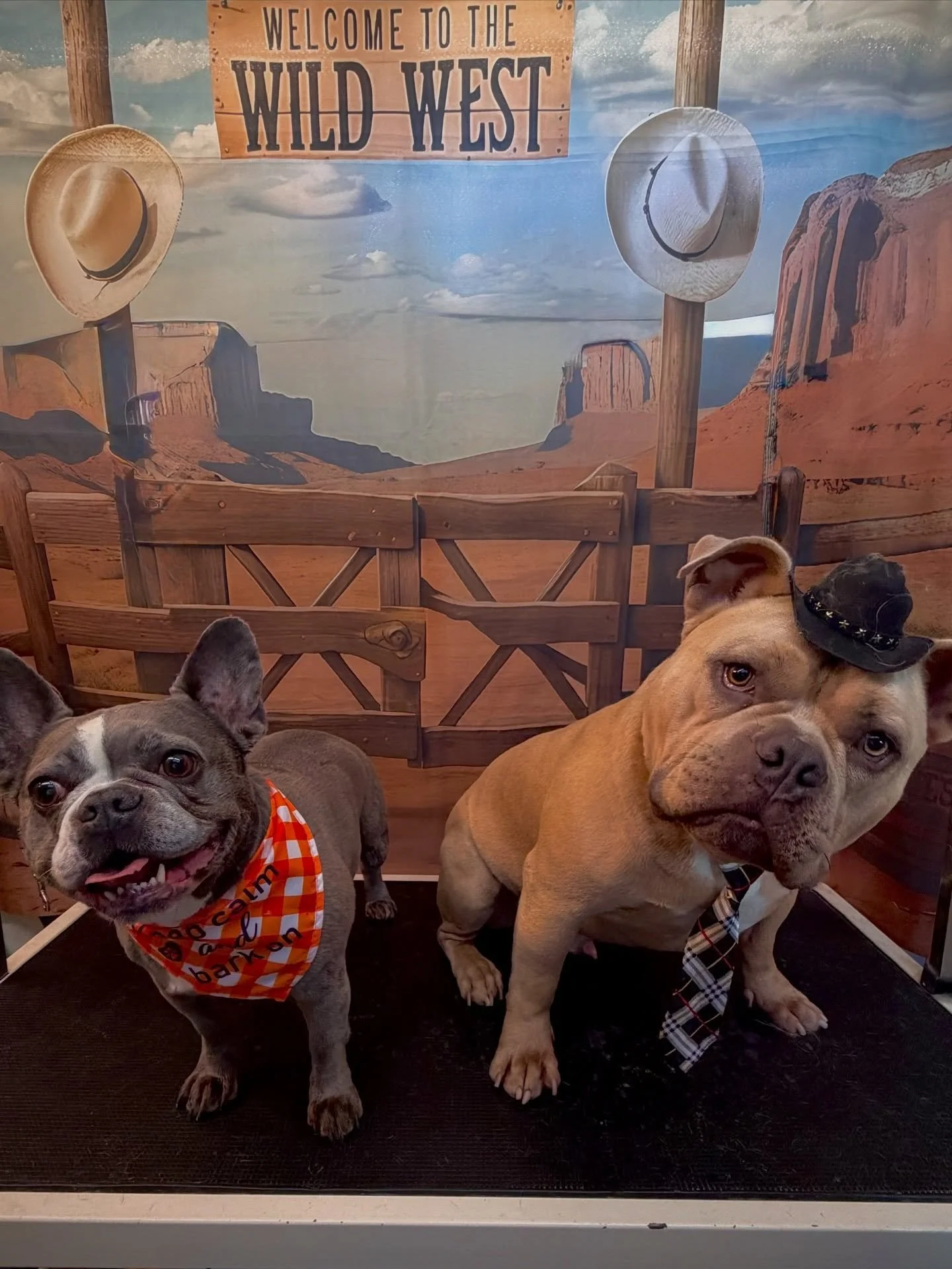 Serving looks straight outta the Wild West&hellip; with a little West Coast shine 🤠✨
These pups are ridin&rsquo; into town lookin&rsquo; their absolute best&mdash;fresh, fluffy, and full of that coastal charm 🌊🐾
Best in the West [coast]? No doubt 