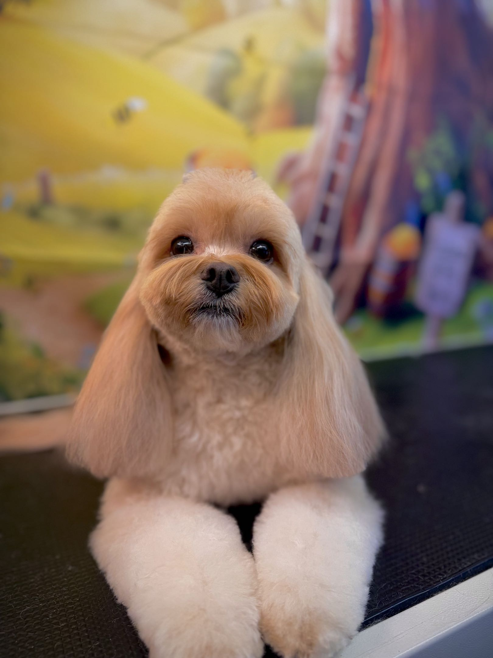 We waited so long to have a dog in our life. When the Rescue told us we were the new pawrents for our furbaby, Mojito, we knew we wanted Alyssa as his groomer. She has treated him like the baby prince we see from Day One and always taken the extra ti