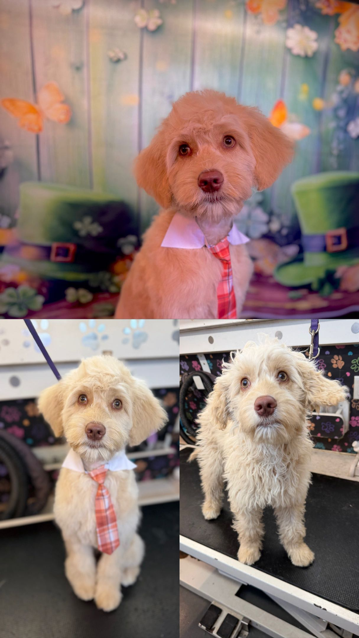 Head To Tail Transfurmation