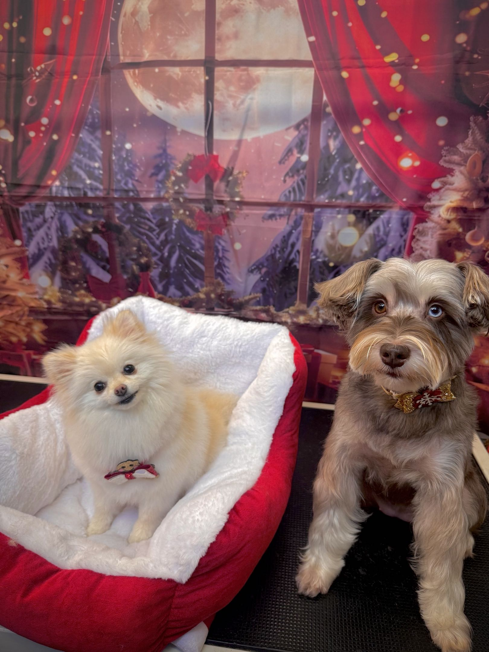 Found Alyssa when I first moved down to Thousand Oaks. I’ve always been a tiger mom when it comes to my shadow girl, so I’m very picky about groomers or any services that involve my dog, within five minutes of meeting alyssa I knew she would take goo