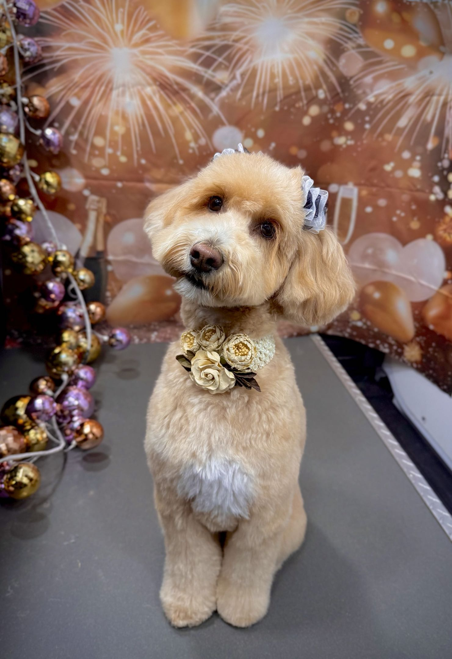 A cute, tan poodle with a floral collar and a hair bow, sitting in front of a festive background with fireworks and holiday ornaments.