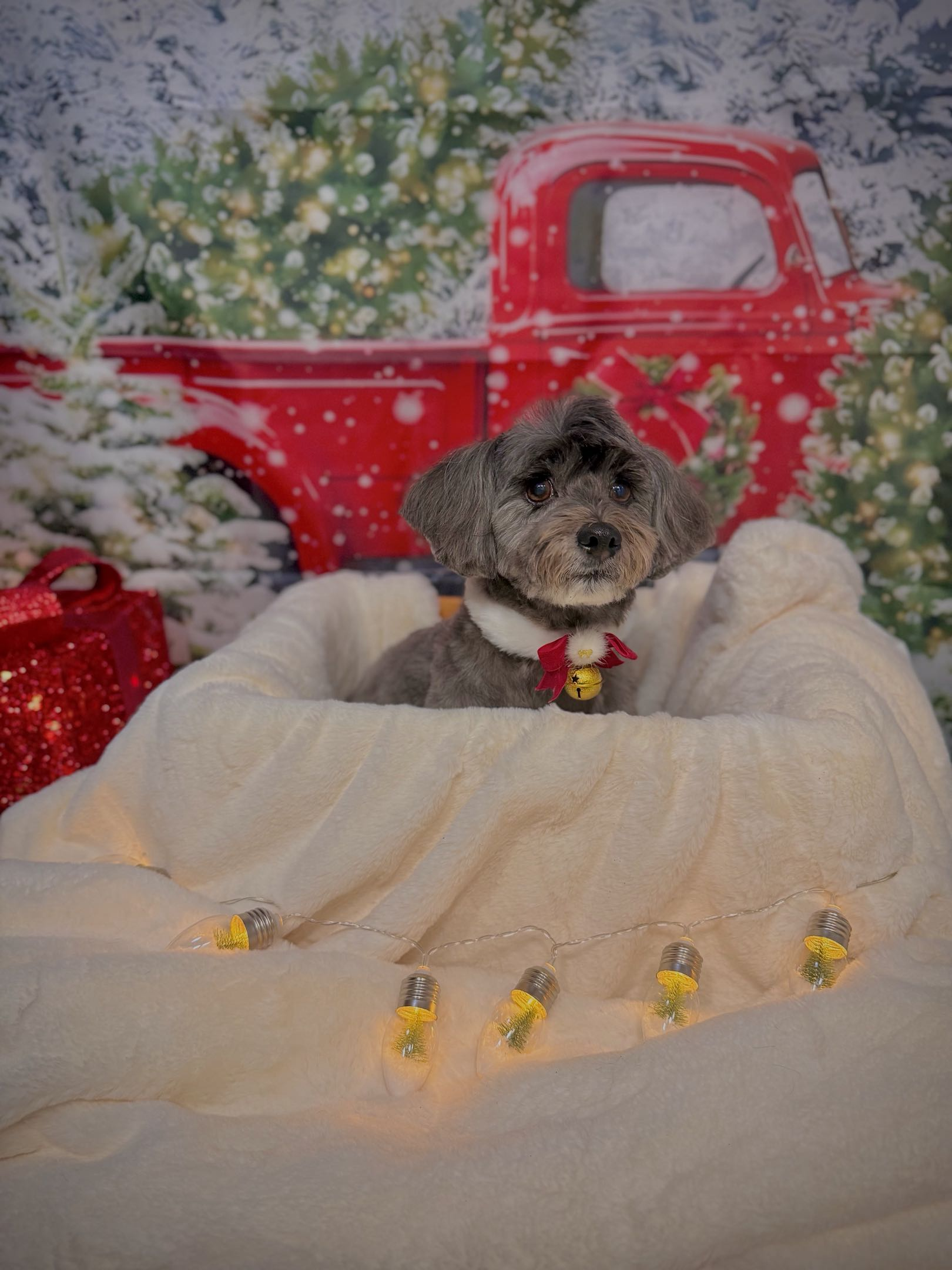 Cute dog with a red collar and bell, sitting in a cozy bed with white blankets, surrounded by Christmas lights, with a background of a Christmas scene with snow and a red truck.